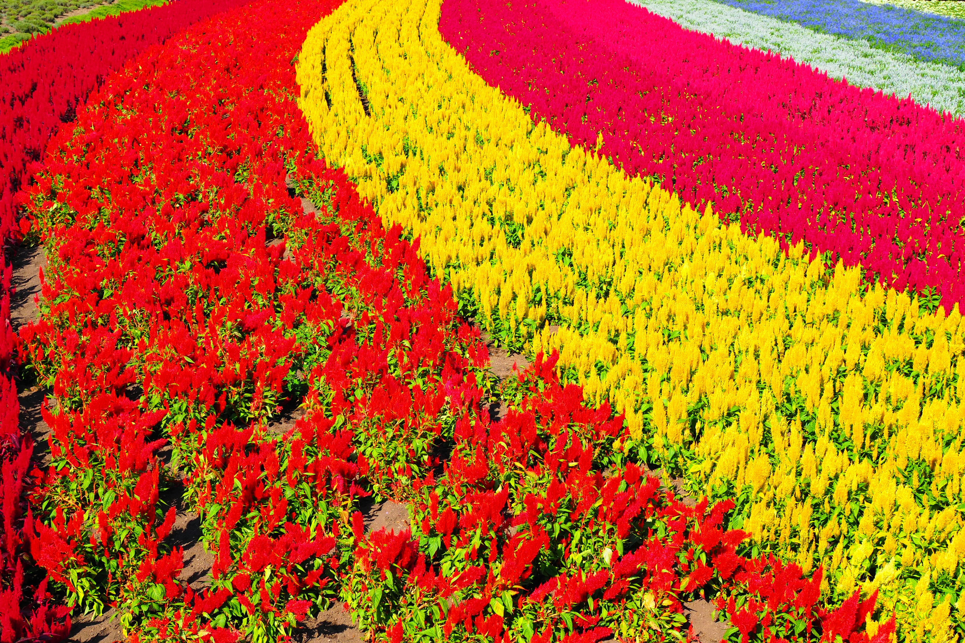 Campo de flores vibrante con patrones ondulados de flores rojas y amarillas