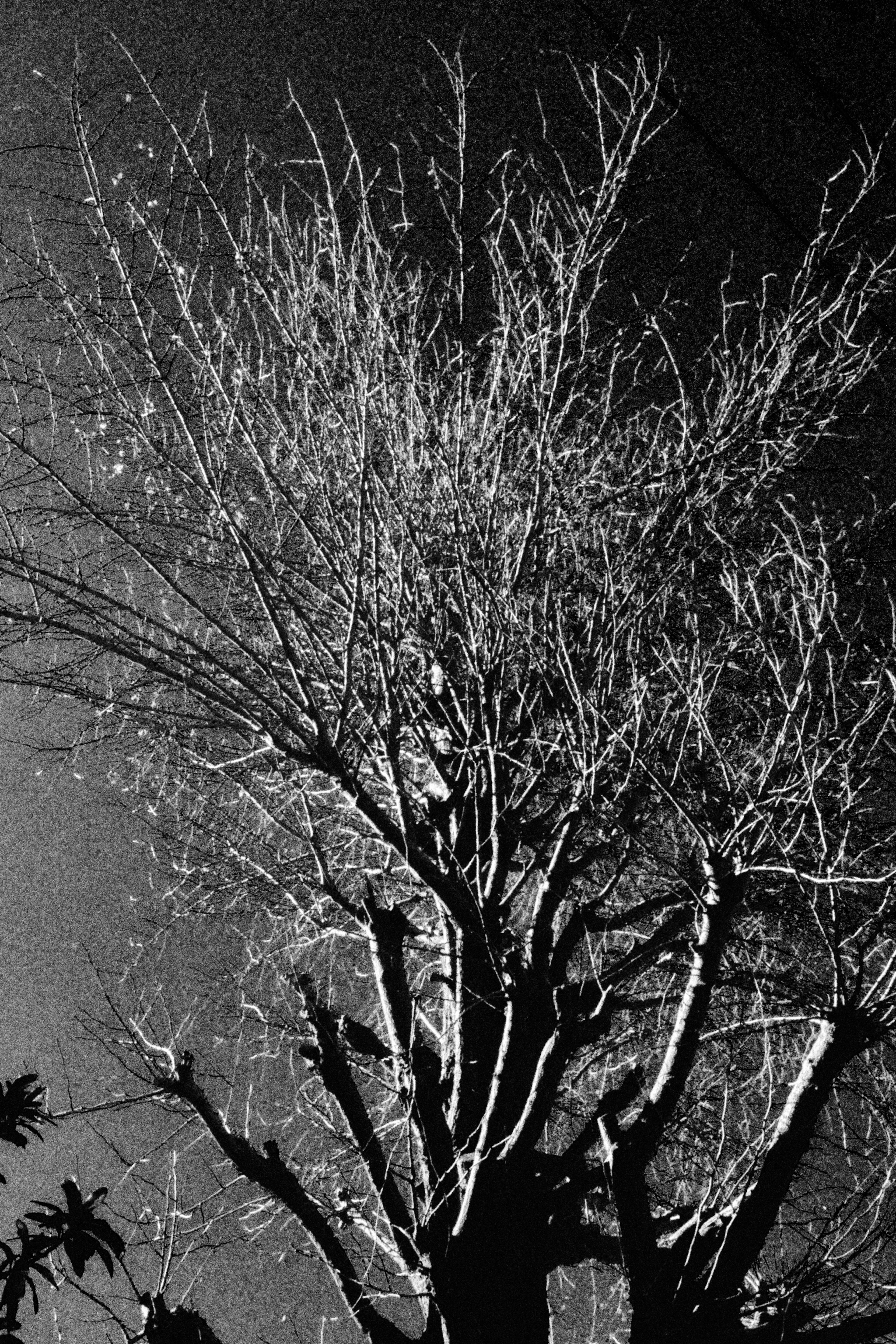 Silhouette of a tree with thin branches against a dark background