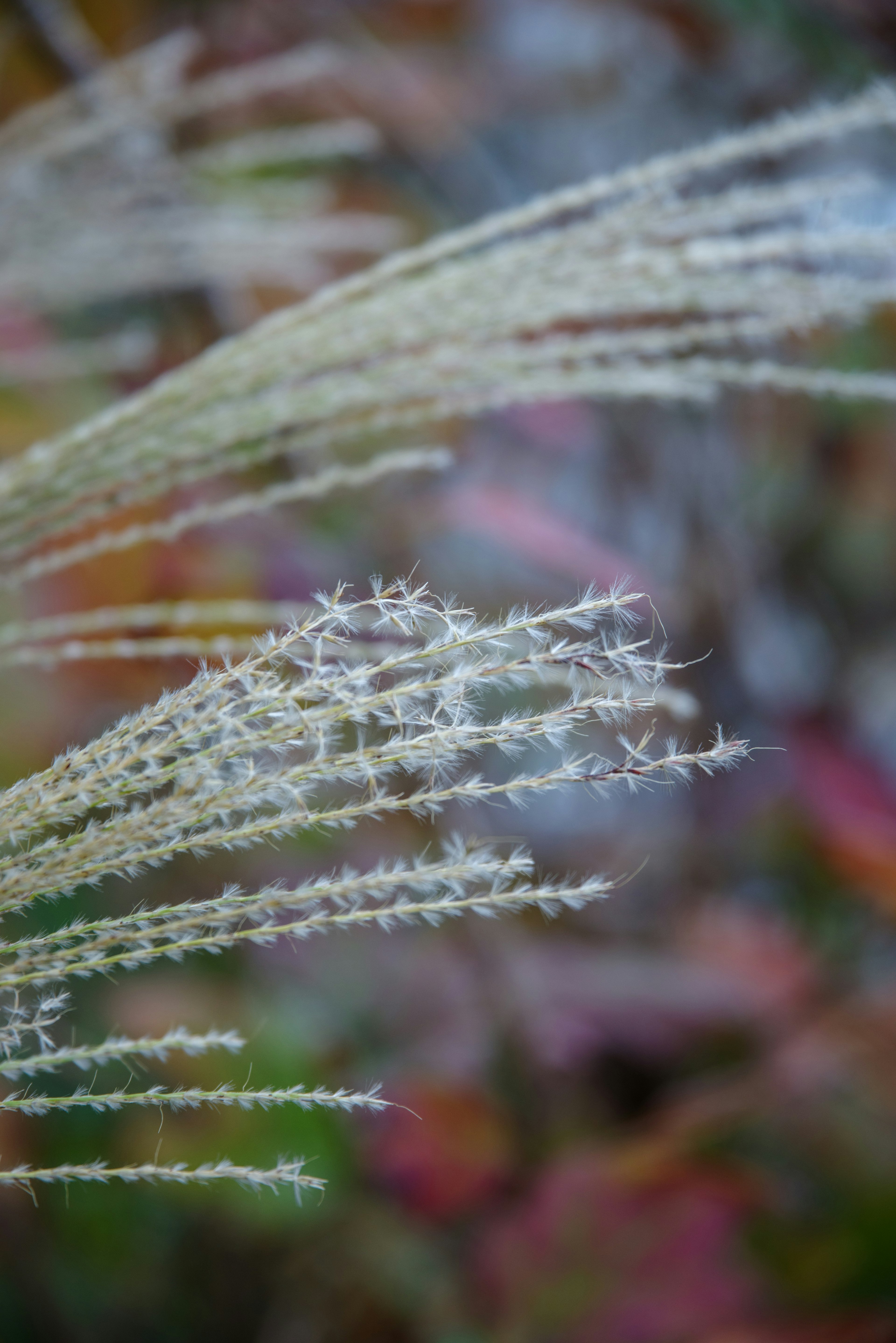 Close-up of white grass spikes swaying in the wind