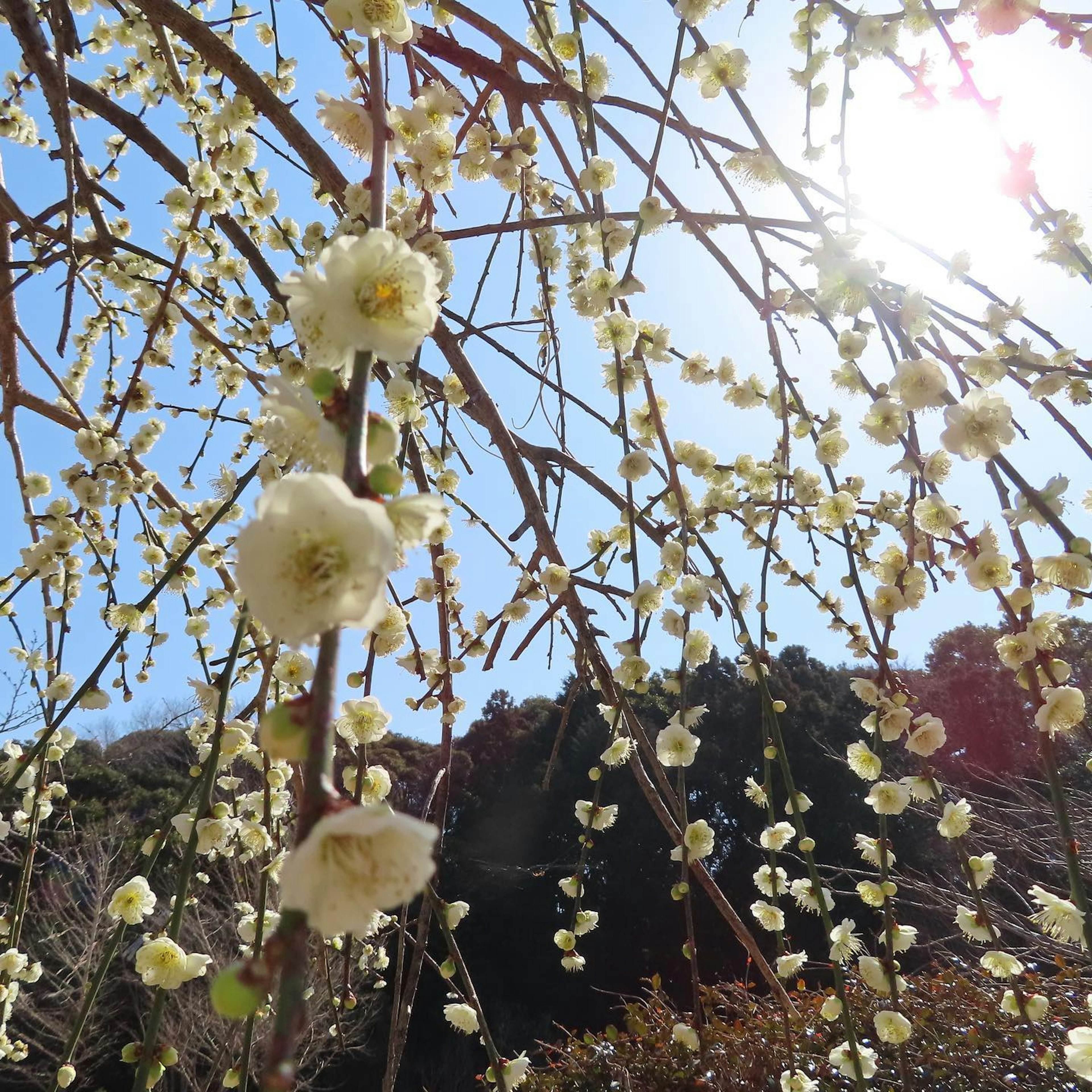 Äste mit weißen Blumen, die unter dem blauen Himmel leuchten