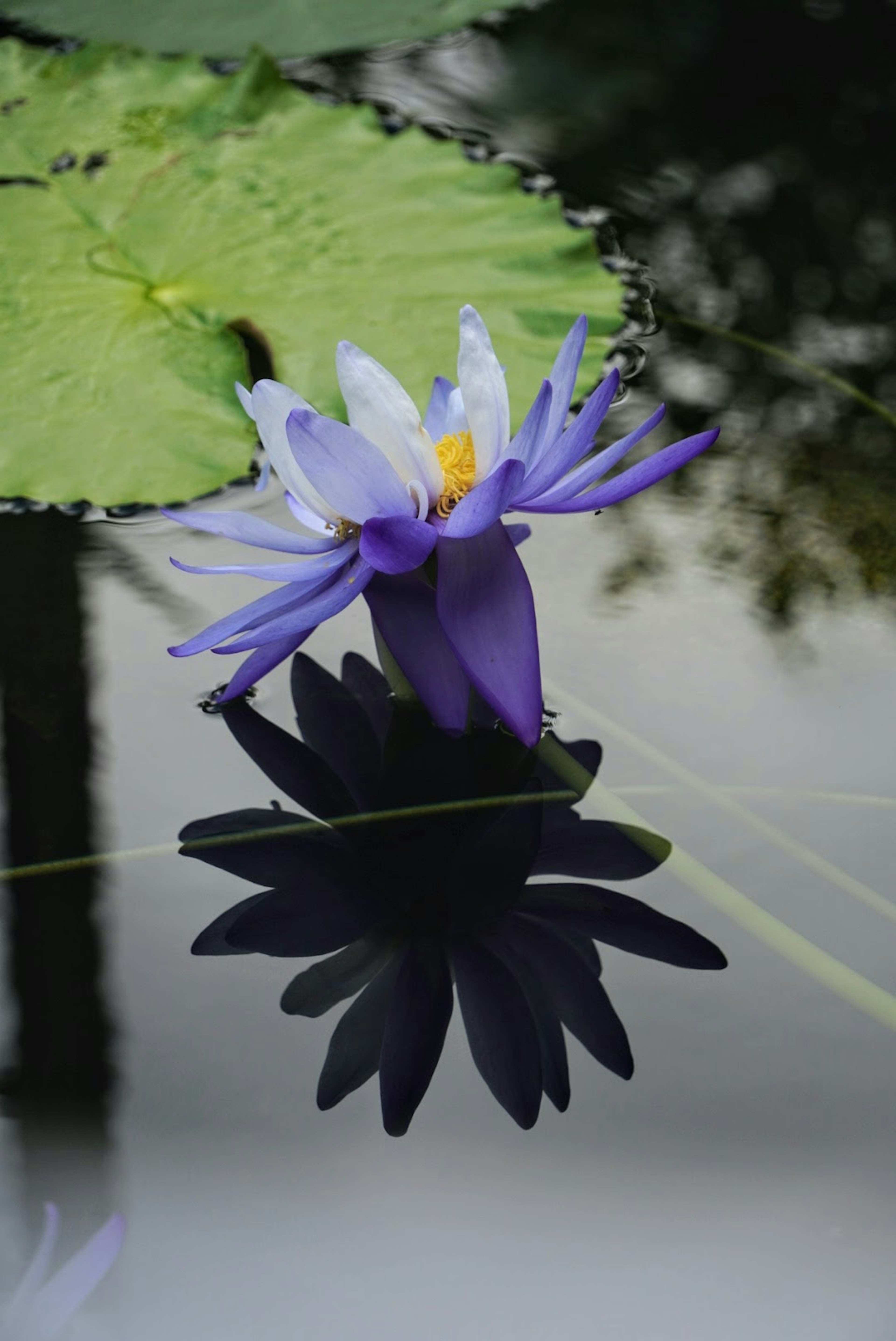 Purple water lily floating on the water with its shadow