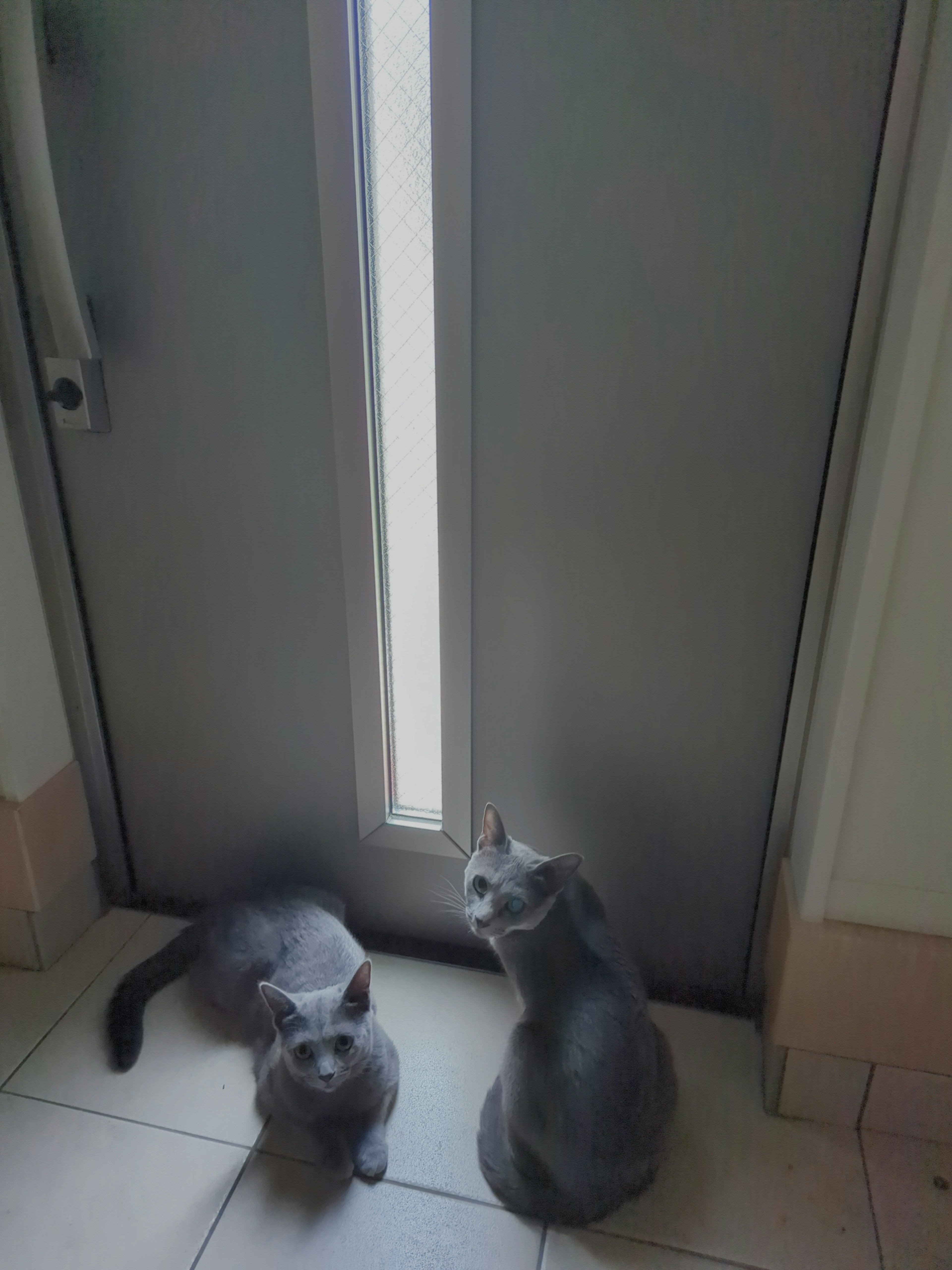 Dos gatos grises sentados frente a una puerta