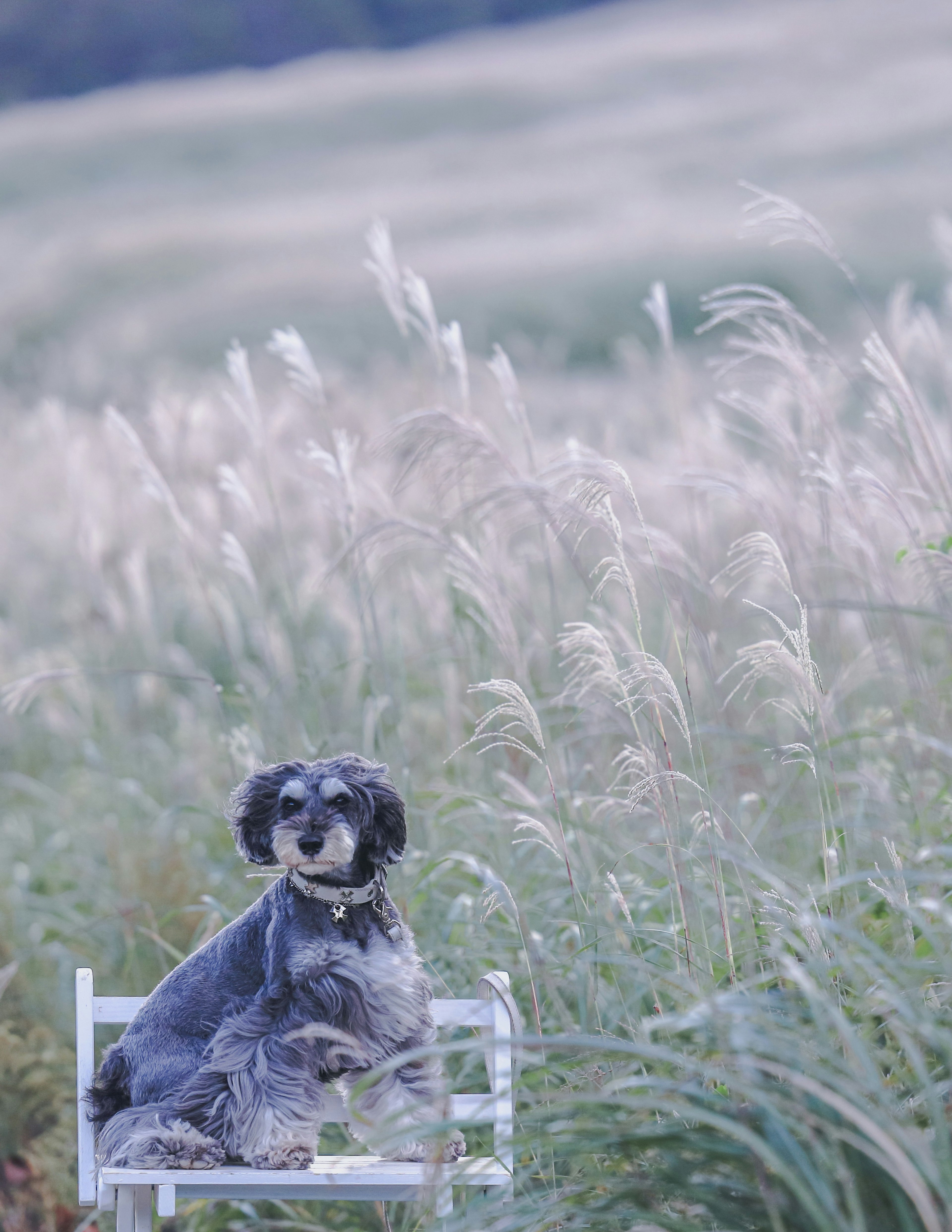 Un perro sentado en una silla blanca en un campo de hierba rodeado de altas hierbas ornamentales