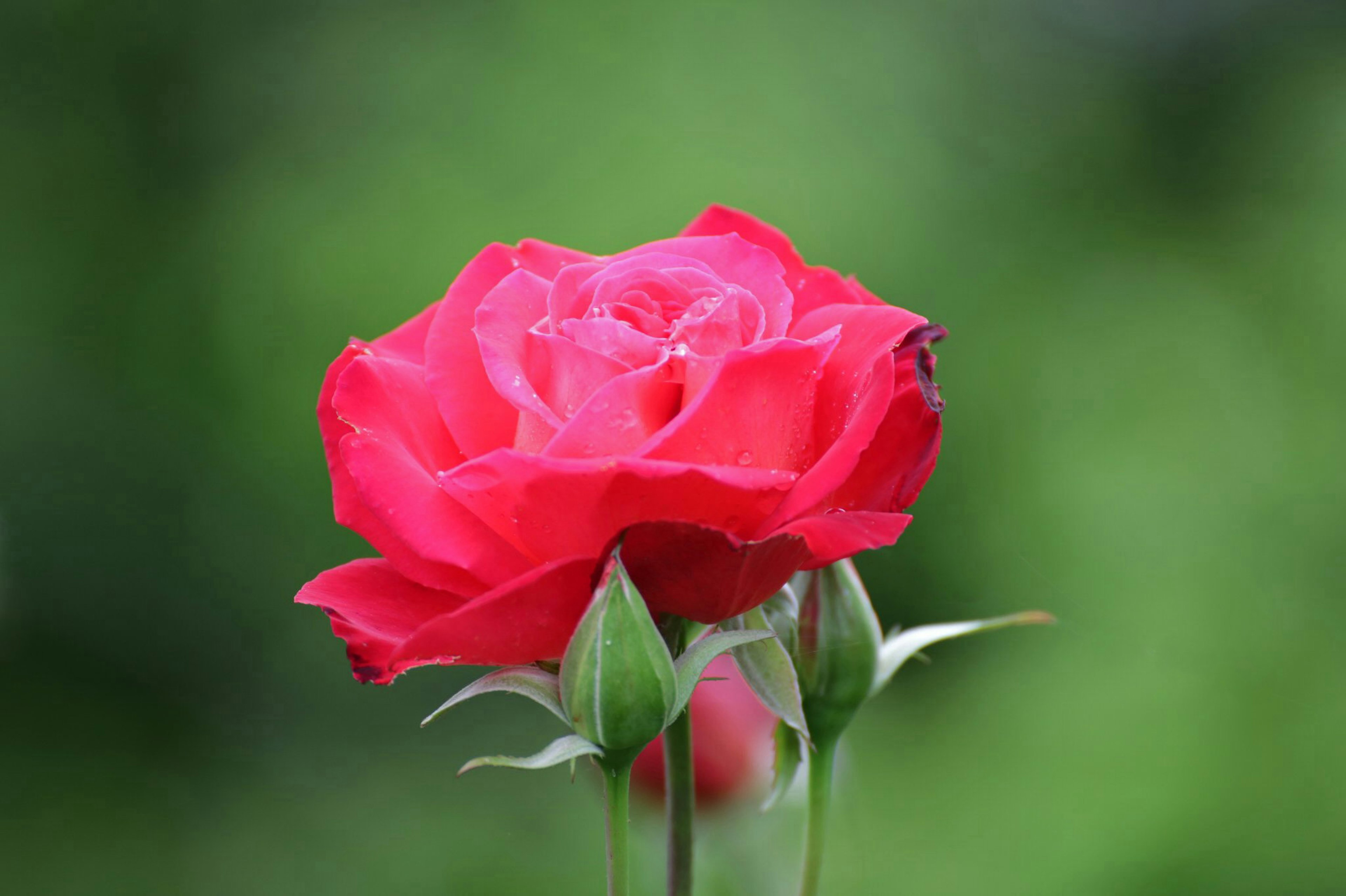 Lebendige rote Rose mit Knospen vor grünem Hintergrund