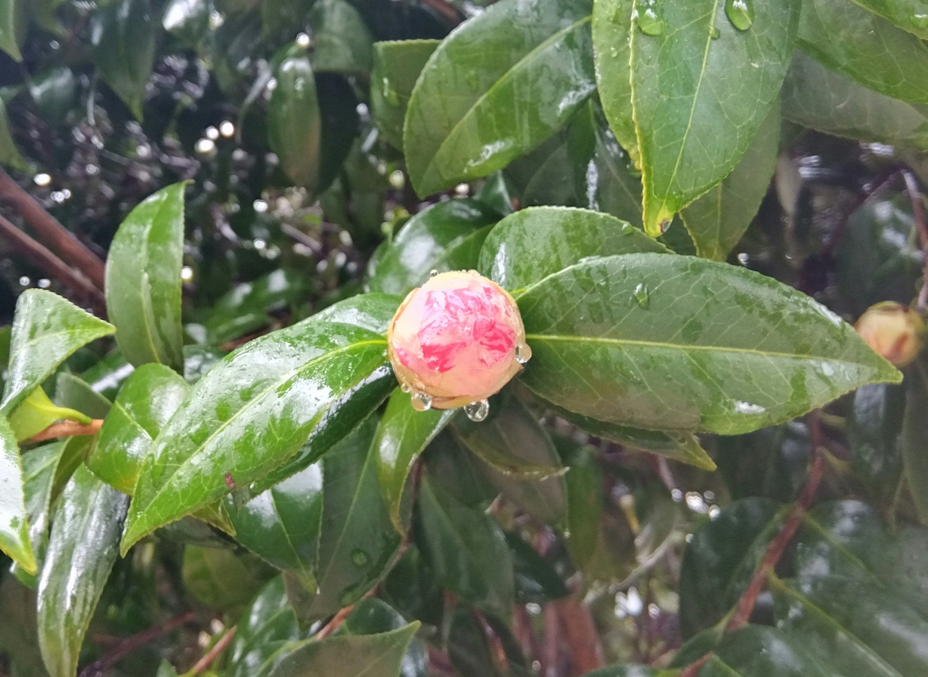 Pink bud nestled among green leaves