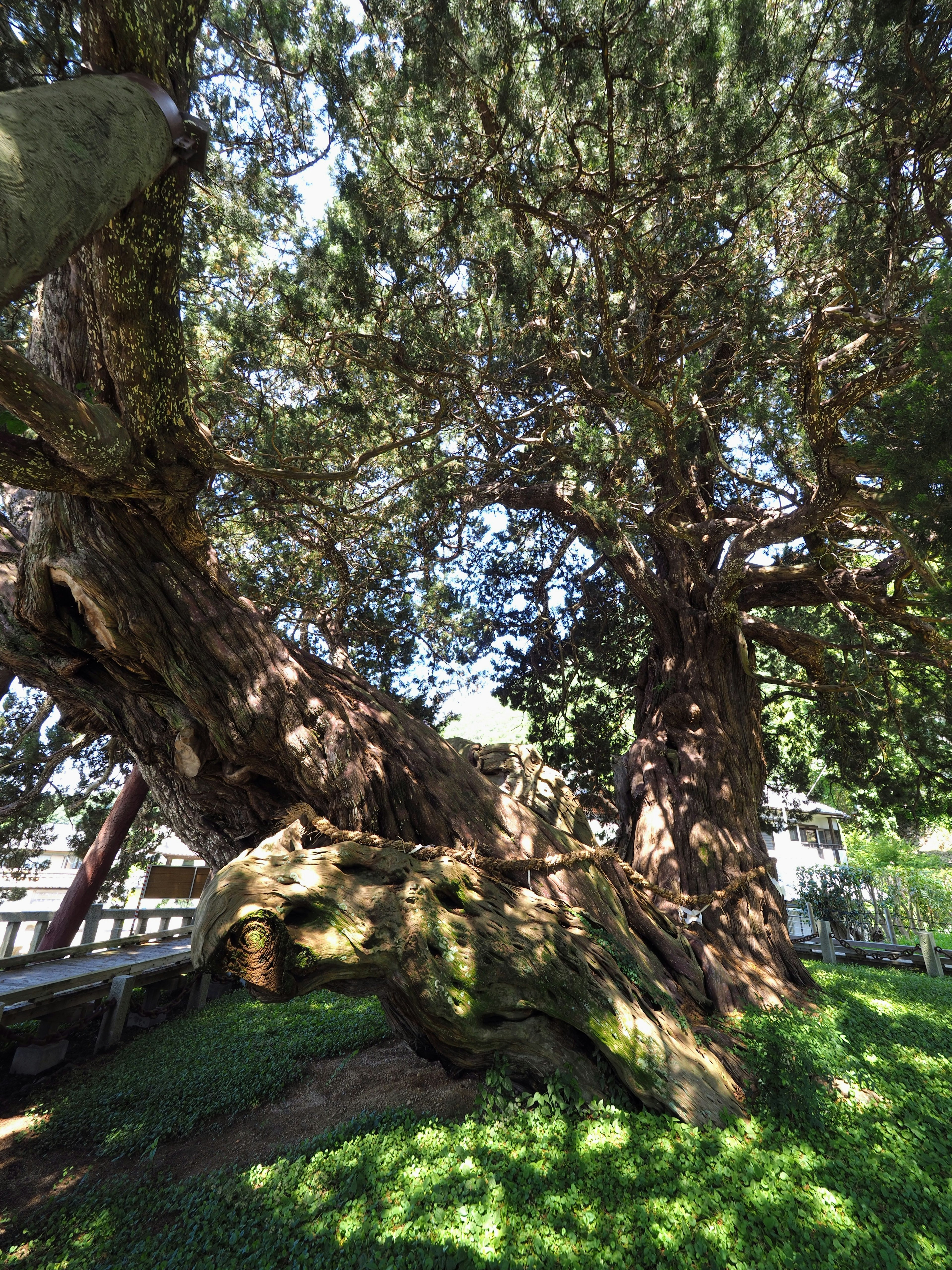 Large ancient tree standing in green grass