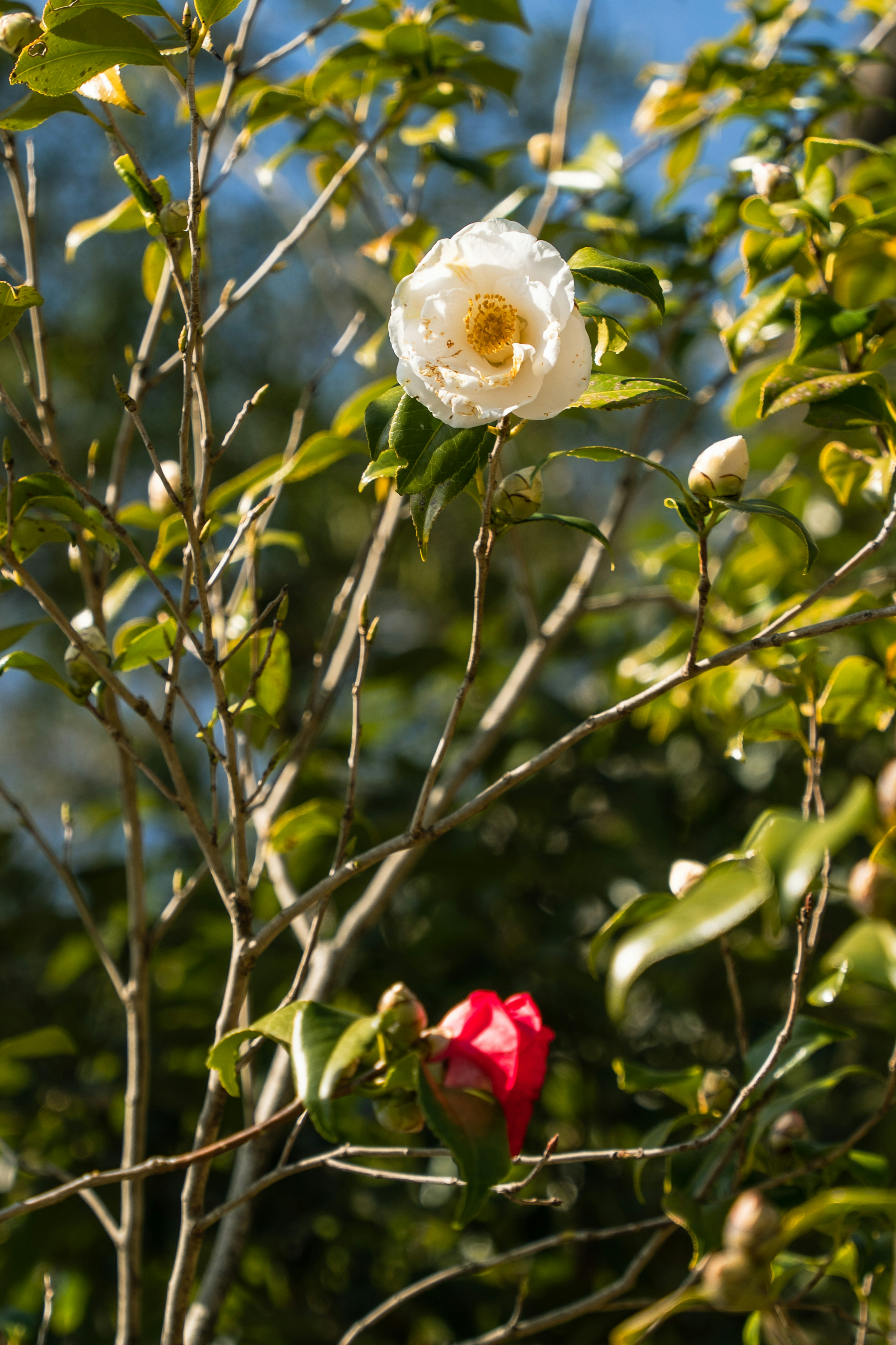 Flores de camelia blanca y roja rodeadas de hojas verdes