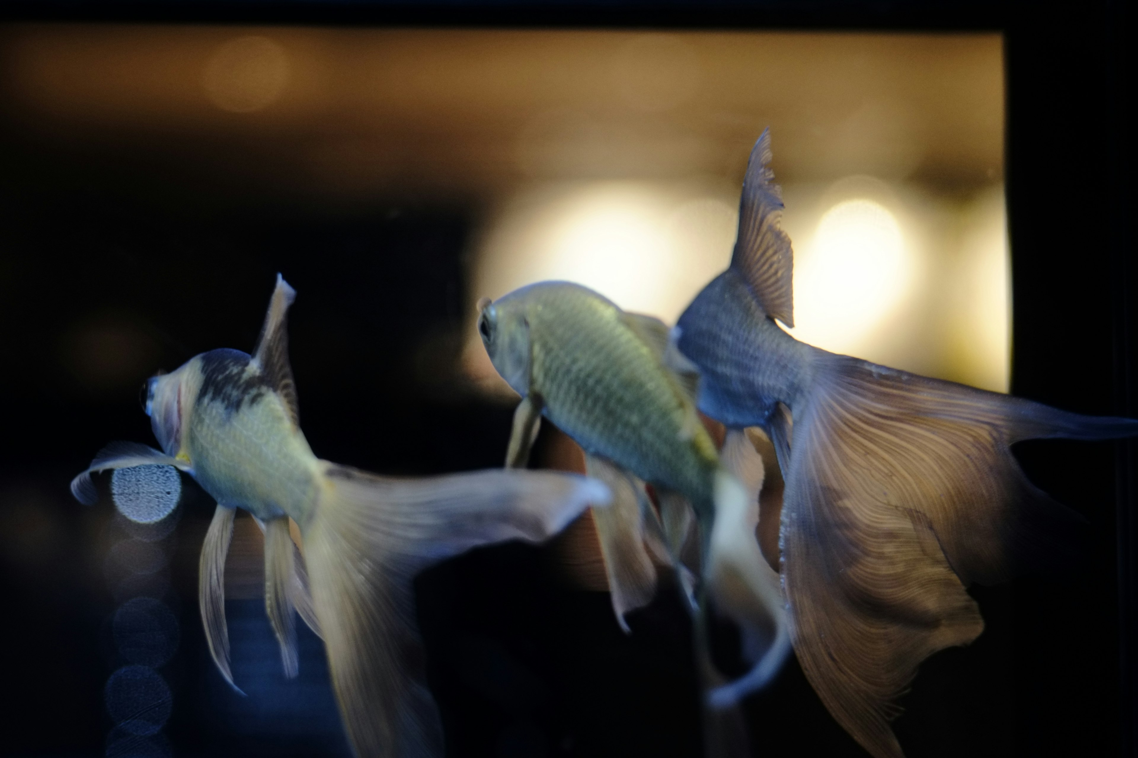 Un grupo elegante de peces dorados nadando bajo el agua