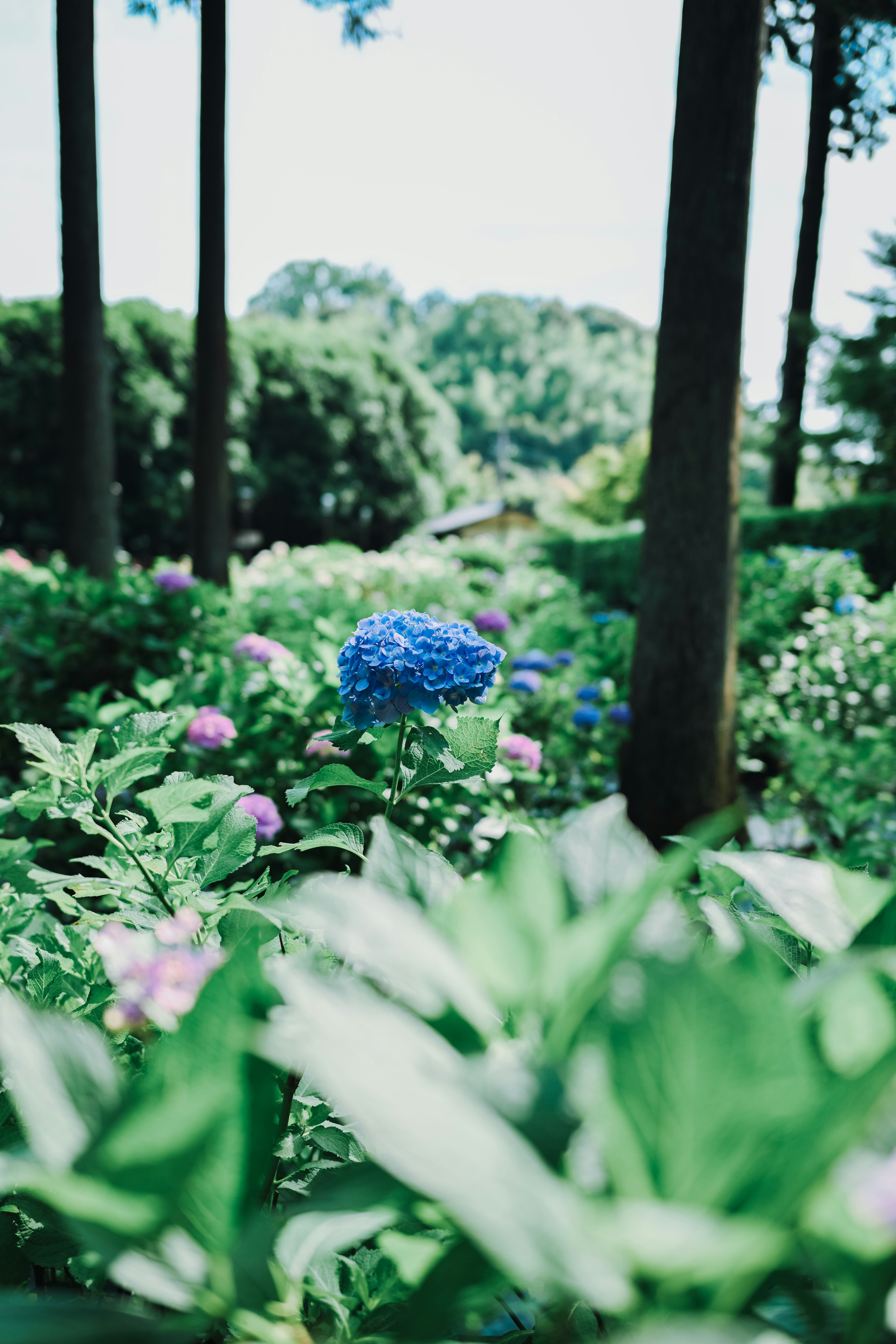 Vibrant blue hydrangea surrounded by lush greenery in a garden