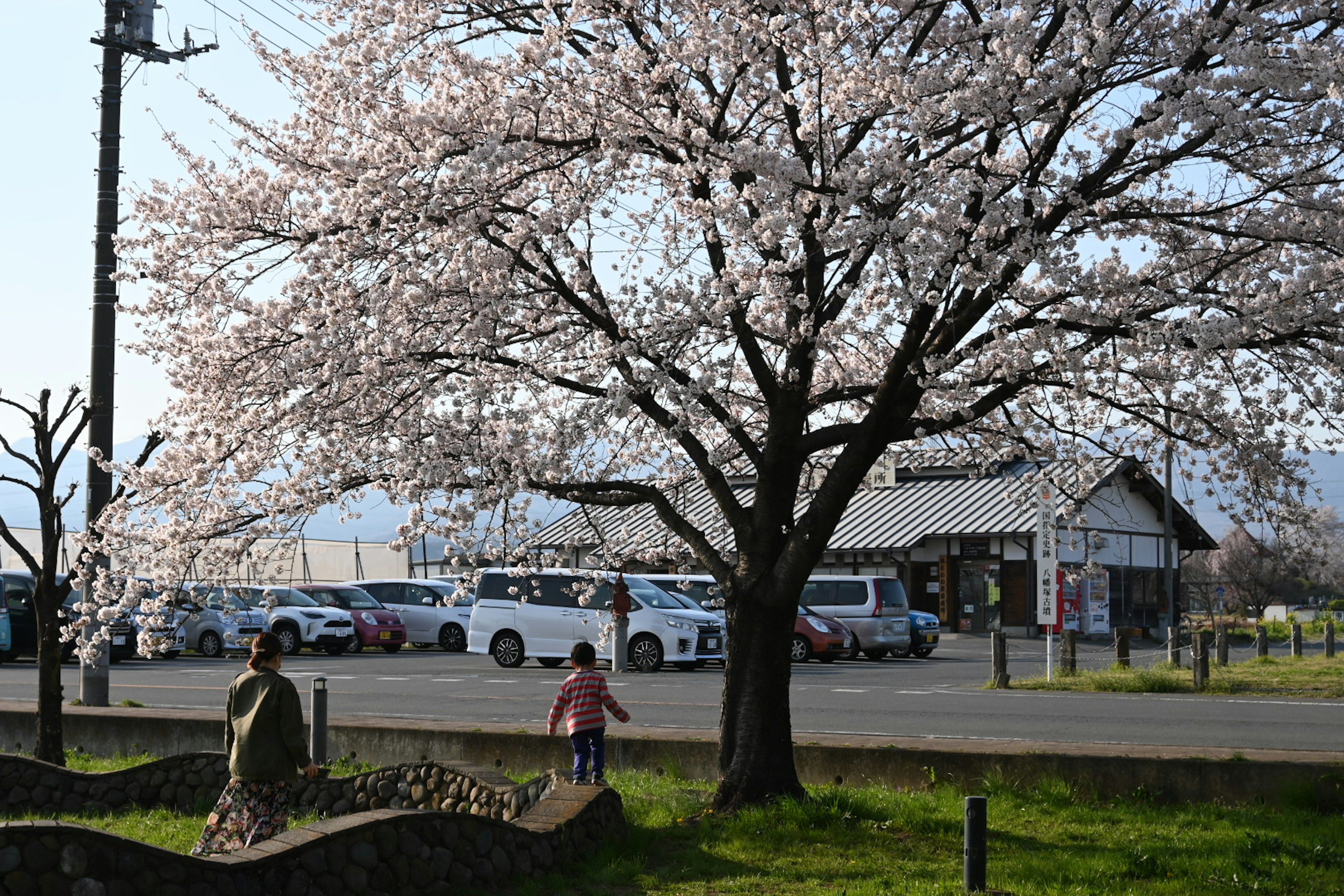 Anak-anak bermain di bawah pohon sakura dengan mobil terparkir di latar belakang