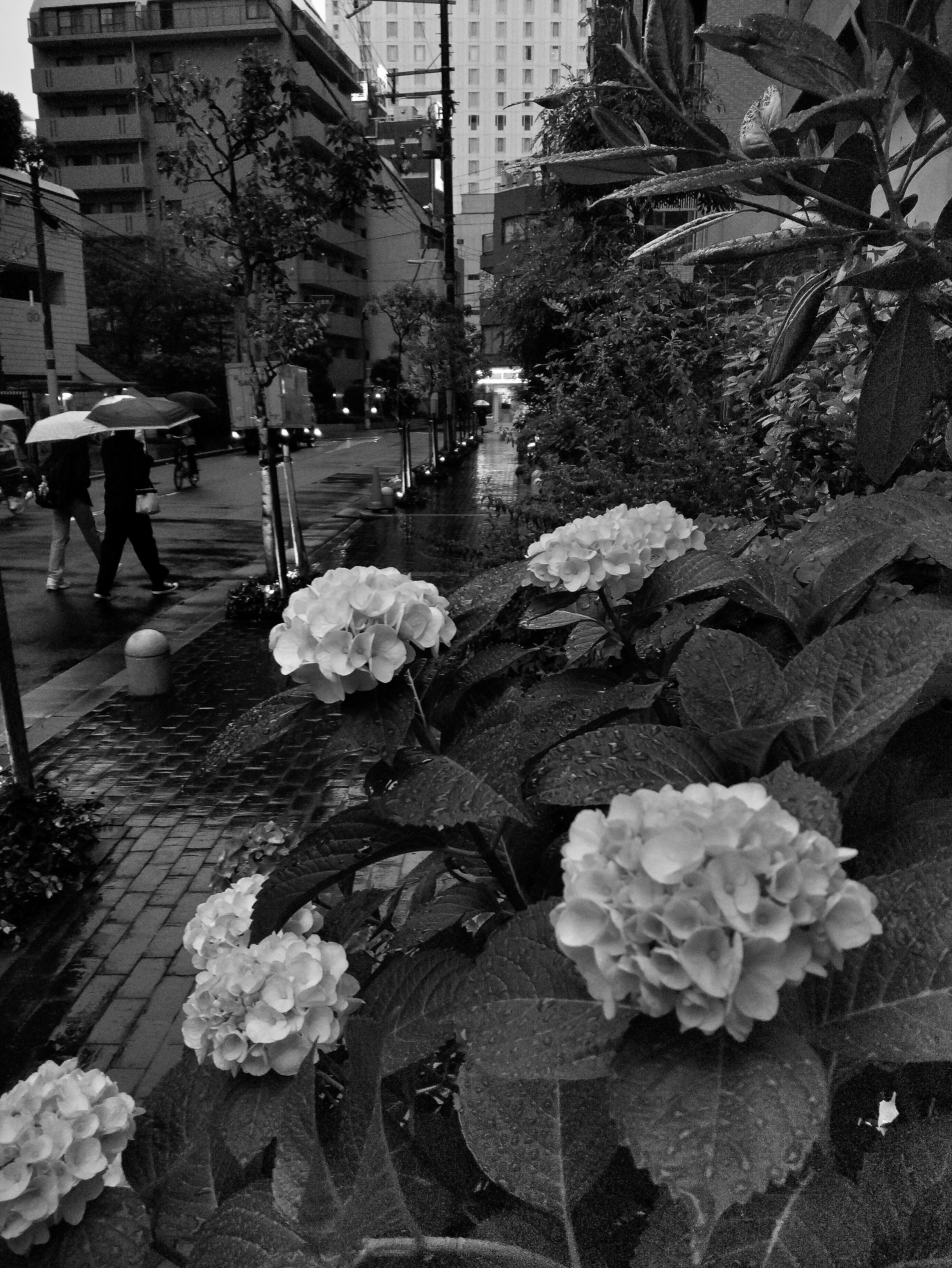 Street scene with people holding umbrellas and blooming flowers in black and white