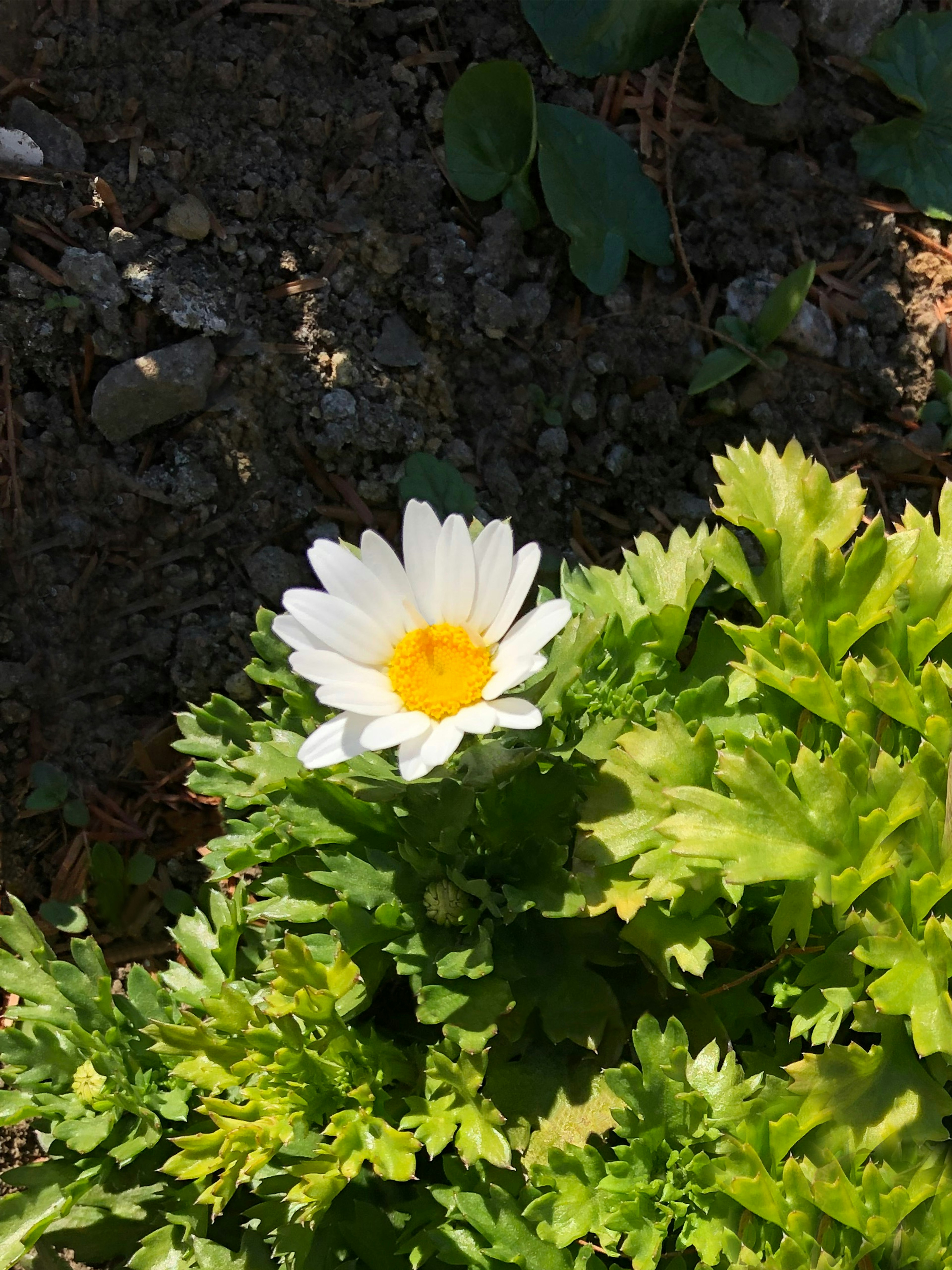 Primo piano di un fiore bianco con un centro giallo circondato da foglie verdi