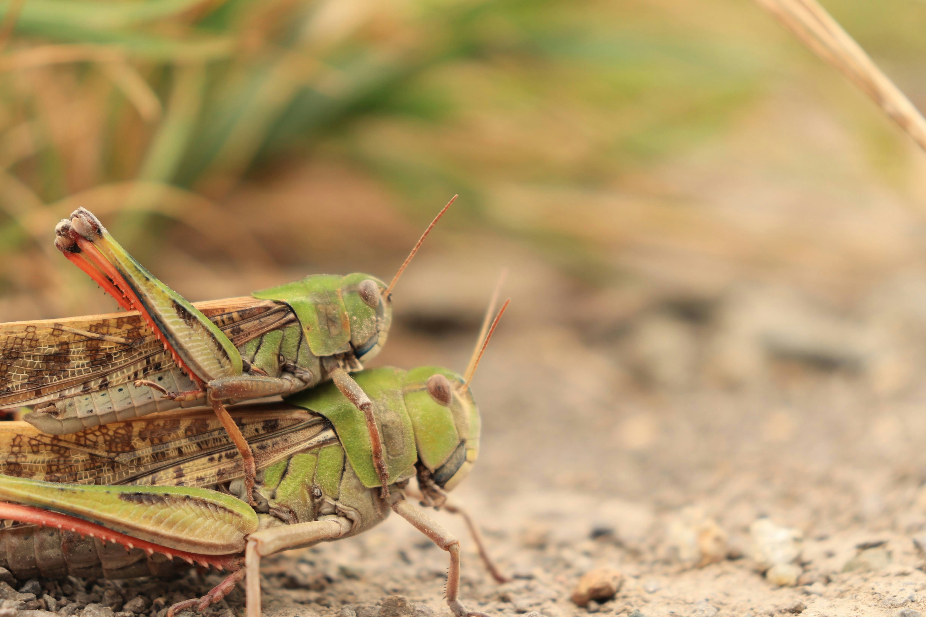 Close-up photograph of green grasshoppers on the ground