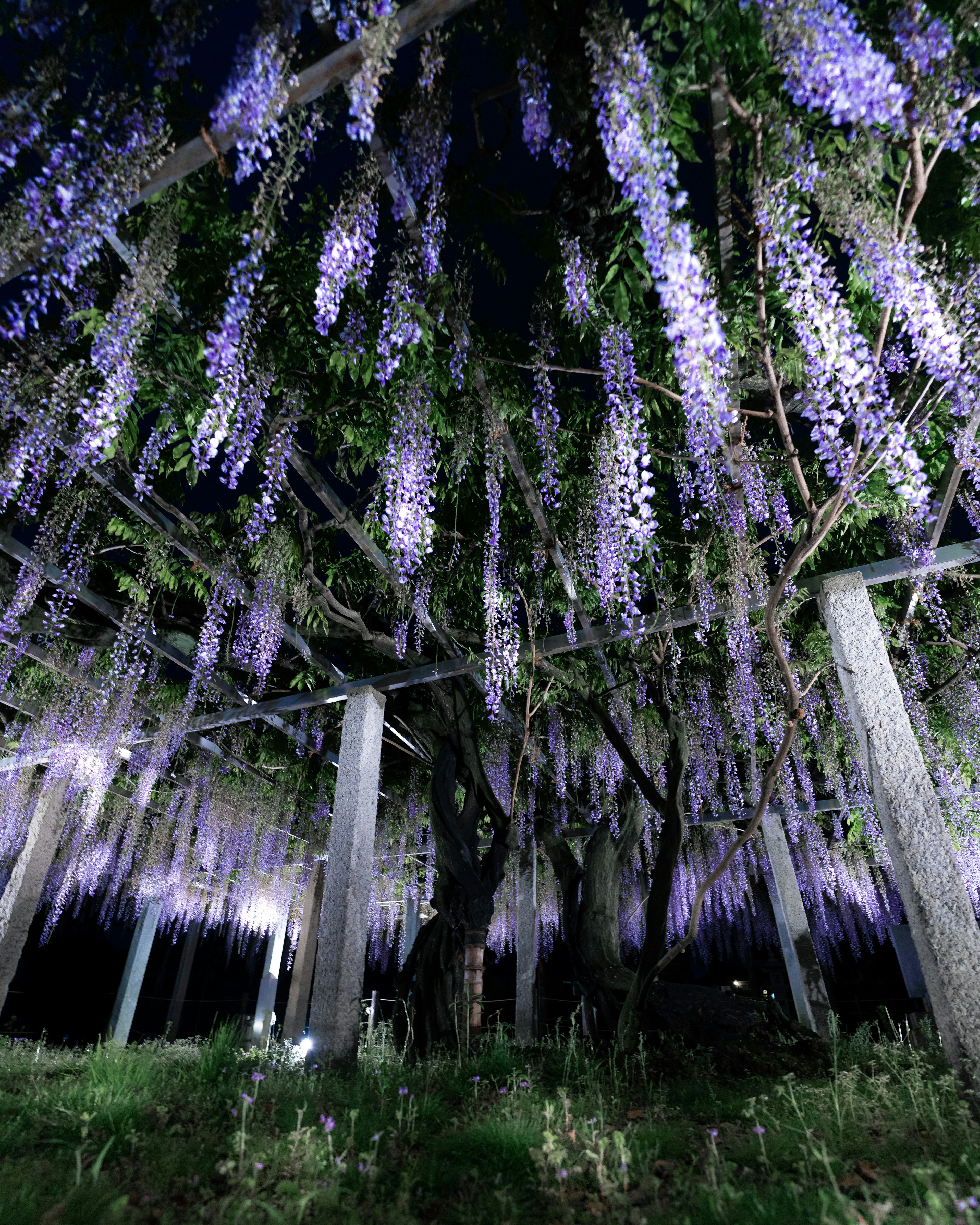 A beautiful scene of wisteria flowers blooming at night