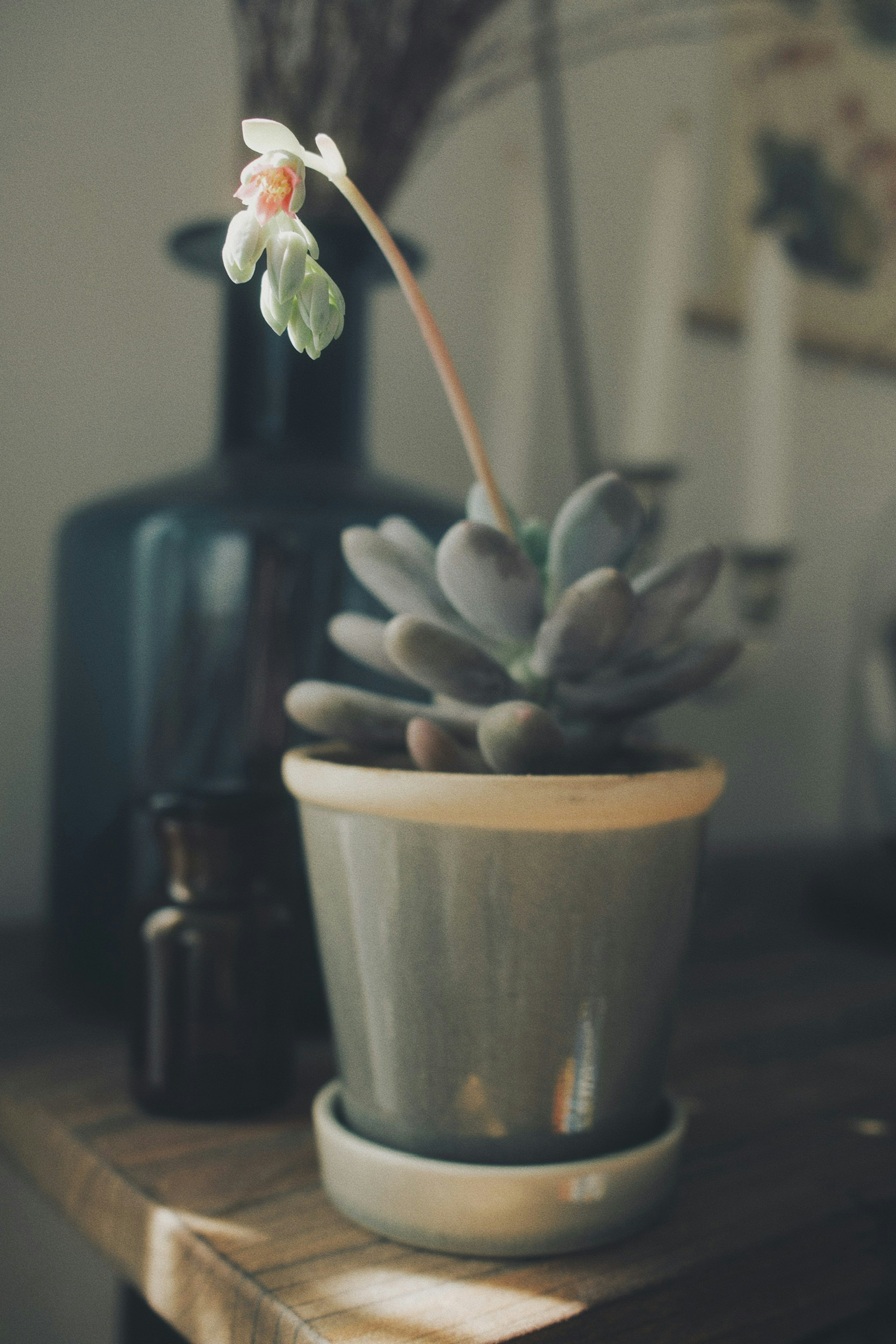 Planta suculenta en una maceta gris con una flor en flor