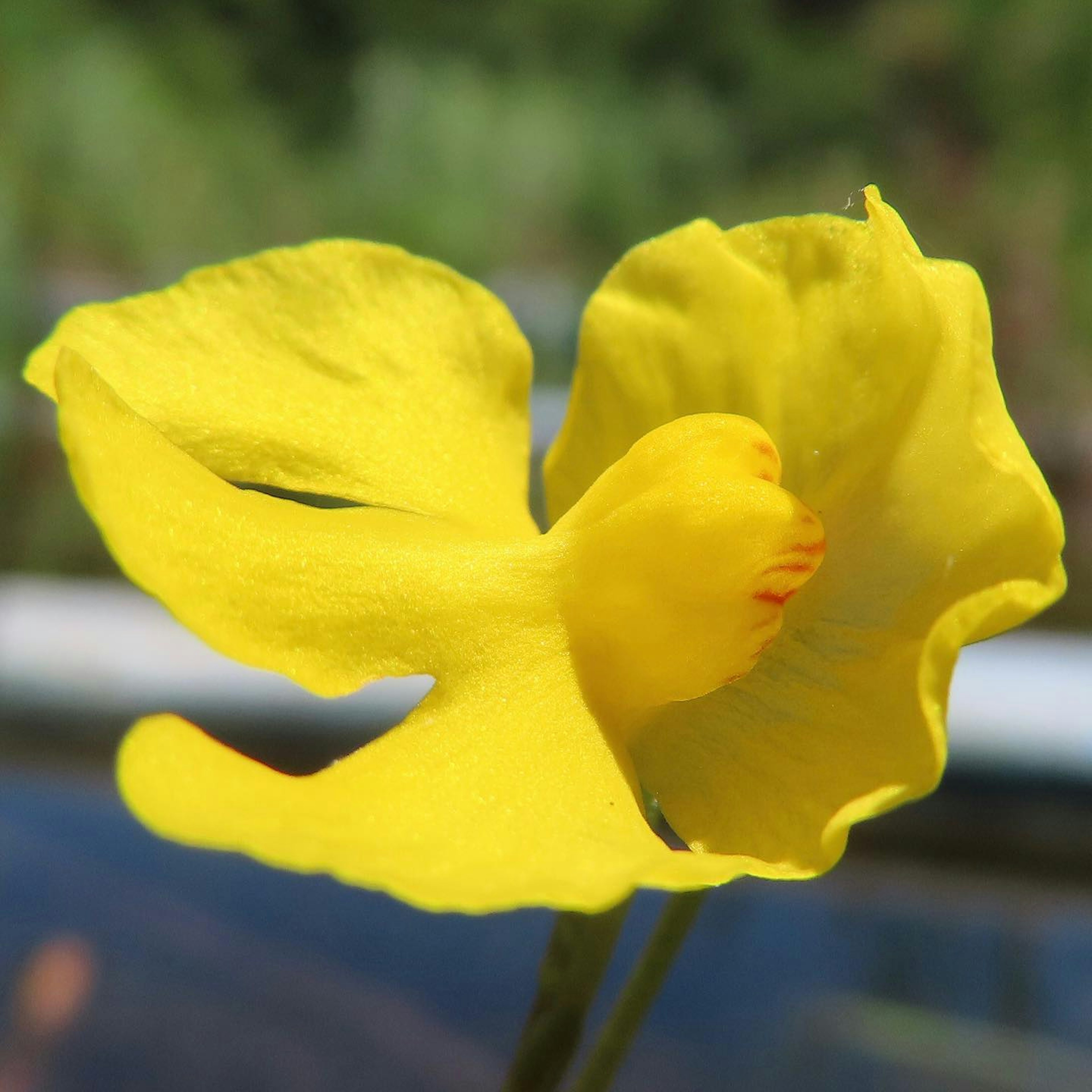 Sebuah bunga kuning cerah yang mekar penuh