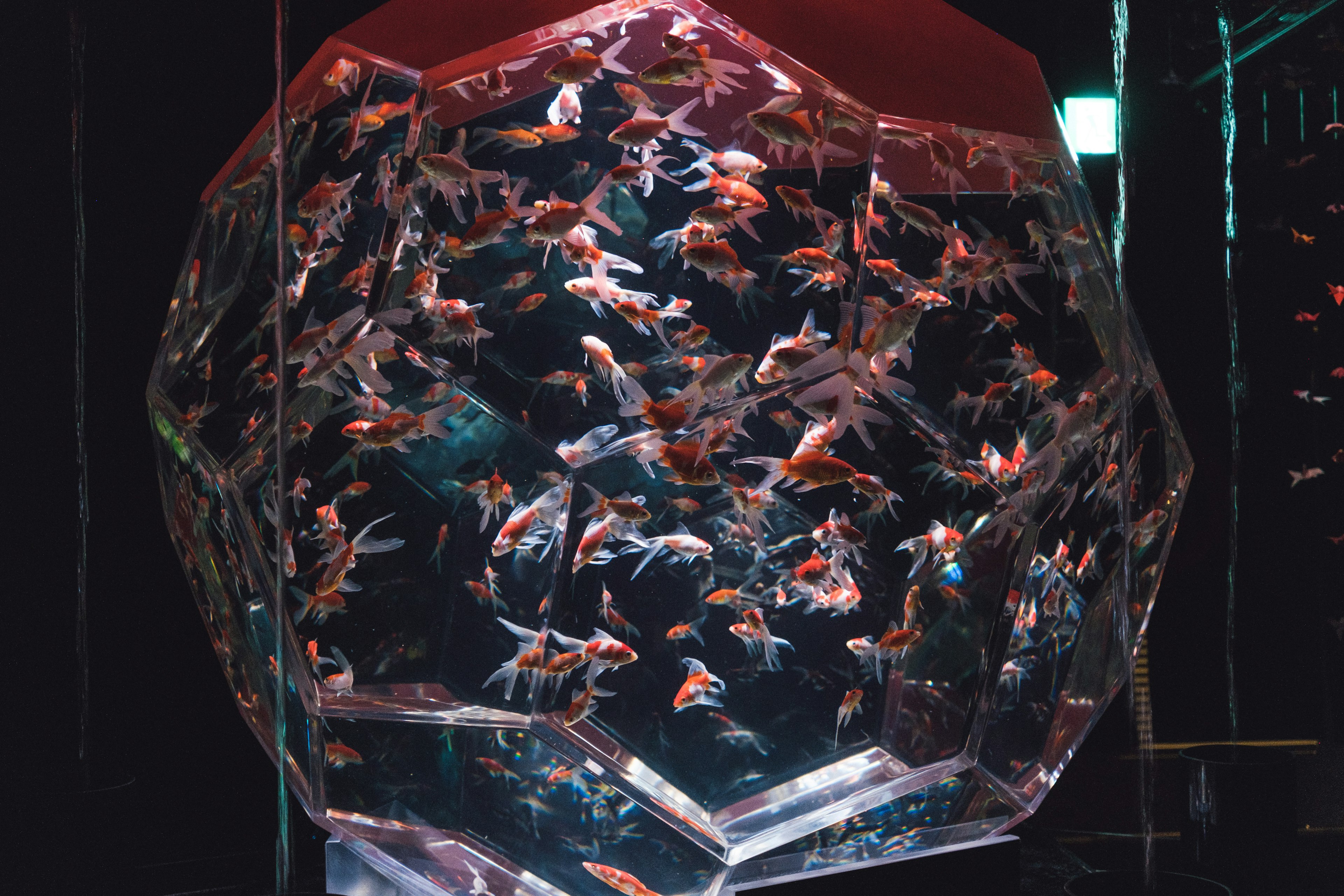 A beautiful scene of goldfish swimming in a transparent tank