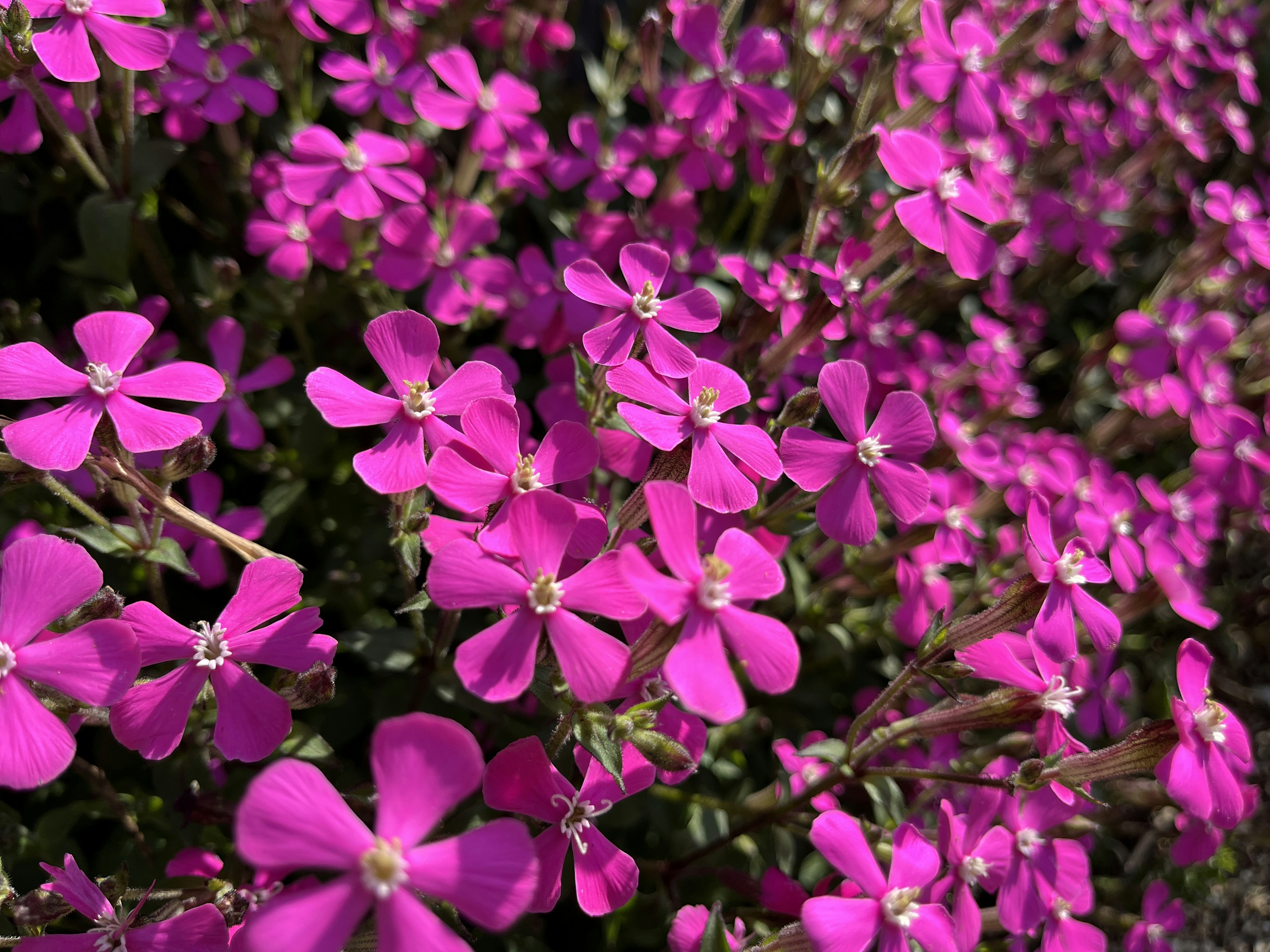 Vibrant pink flowers blooming in a garden