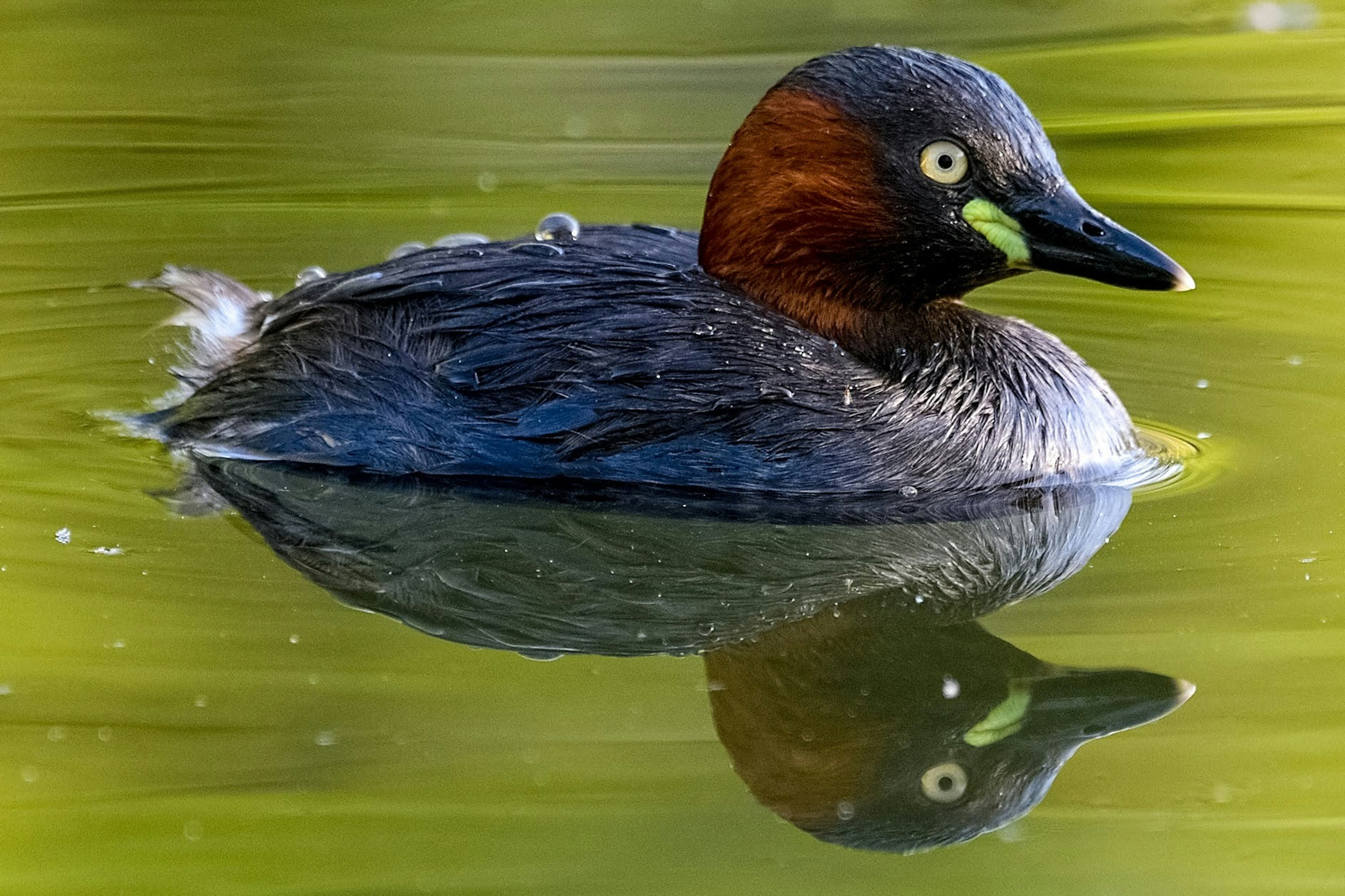 Primer plano de un pequeño pájaro acuático flotando en la superficie de agua verde vibrante con hermosas reflexiones