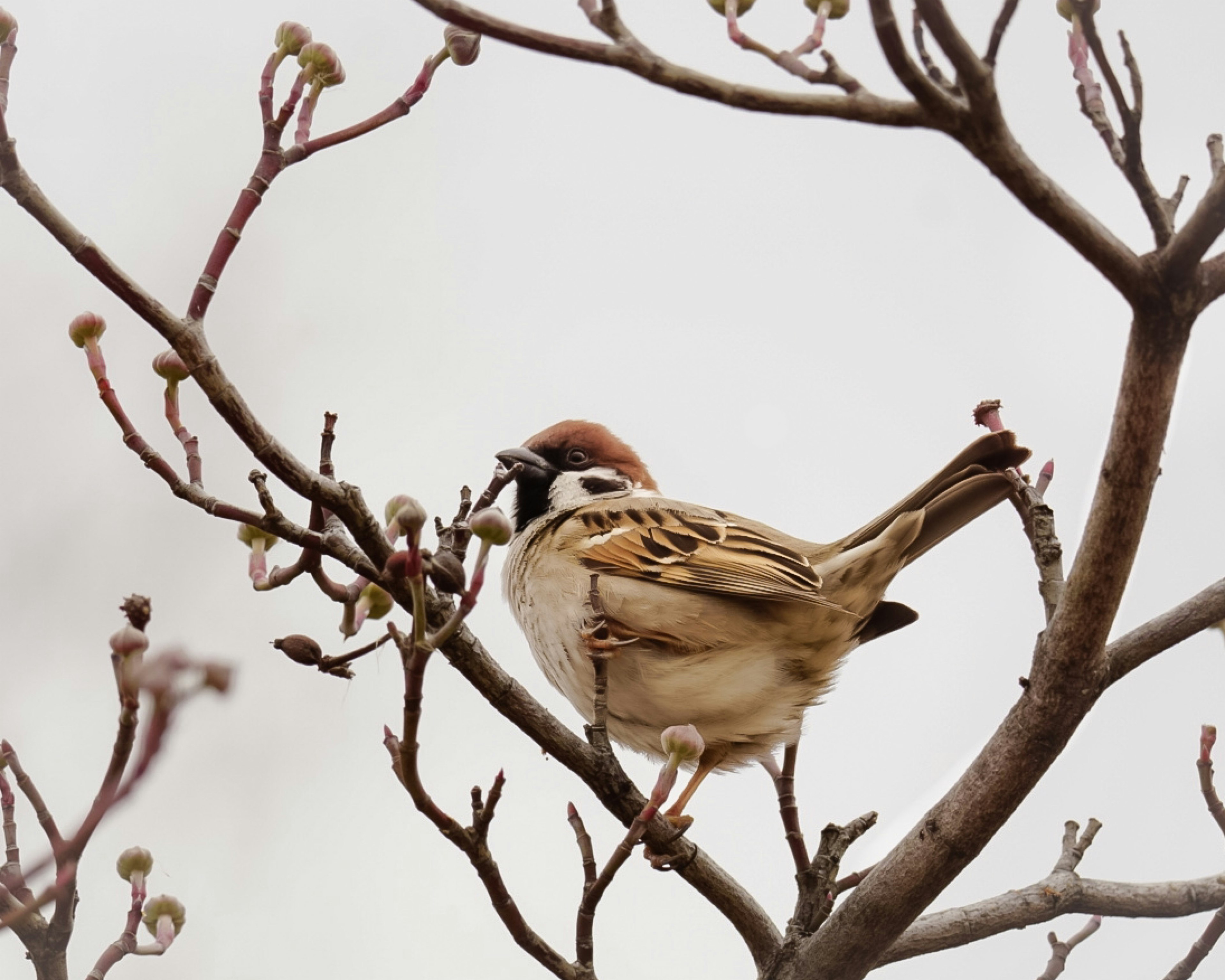 Burung pipit bertengger di dahan dengan tunas