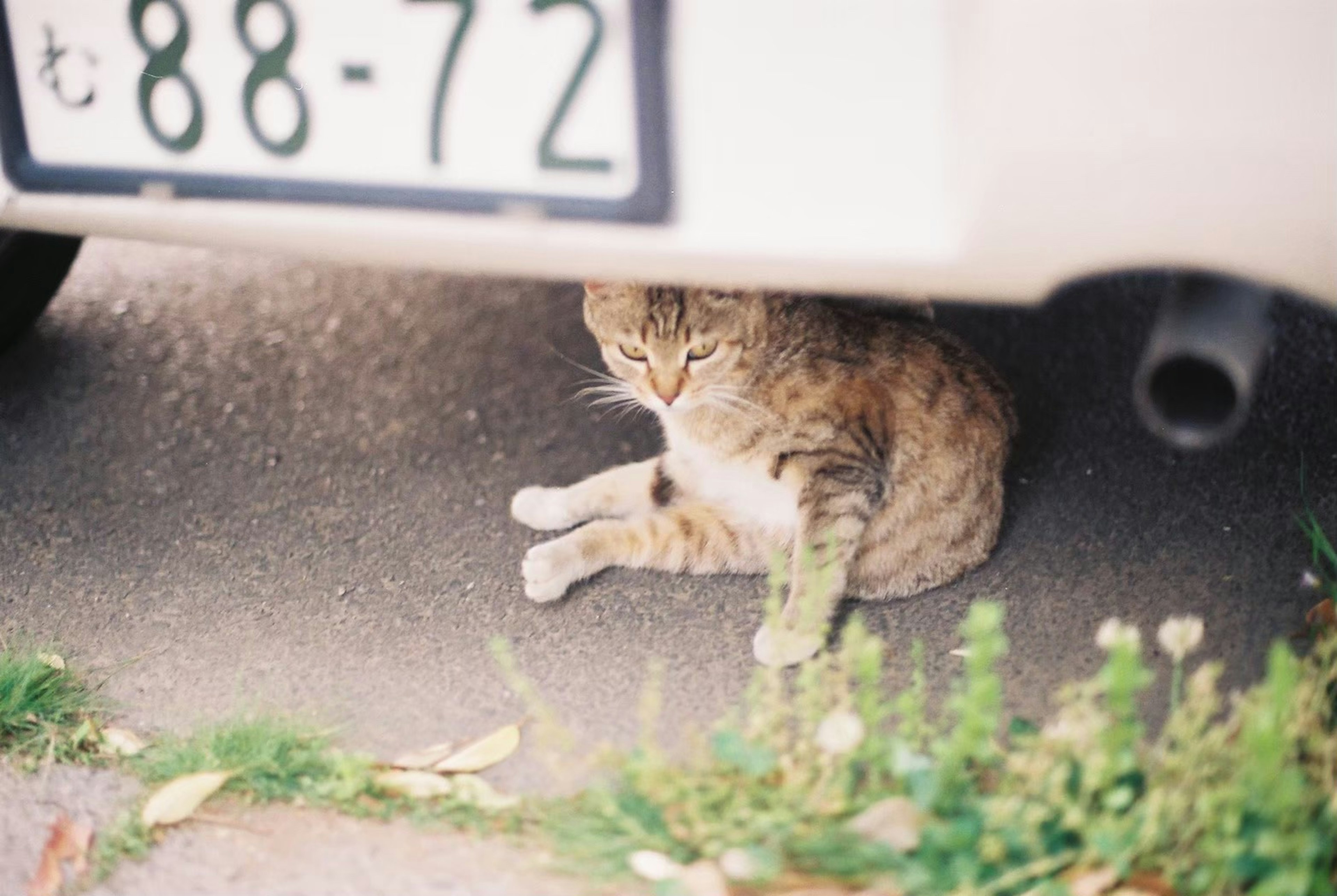 車の下にいる茶色い猫がリラックスしている