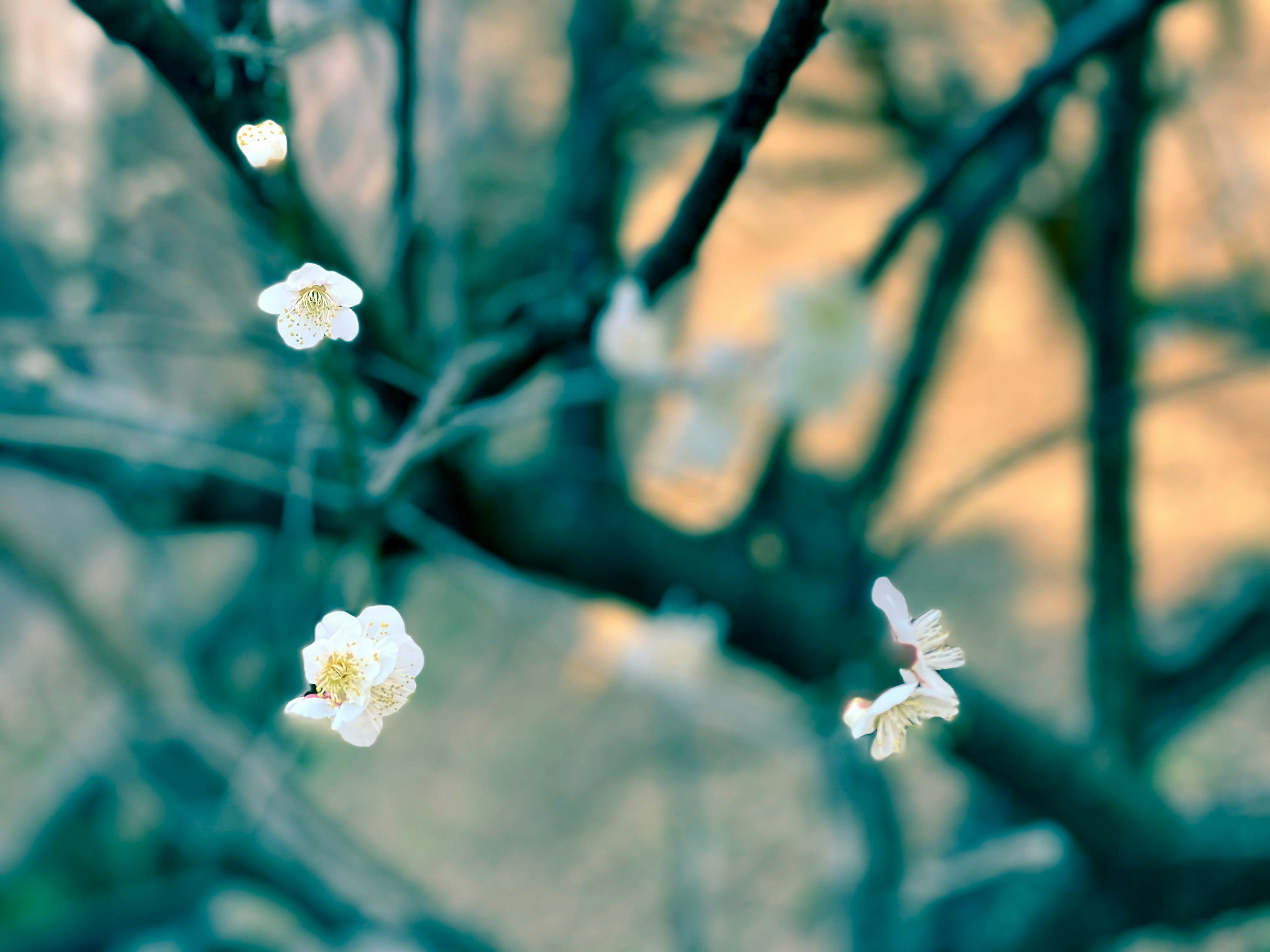 白い花が咲く枝のクローズアップ背景はぼやけた