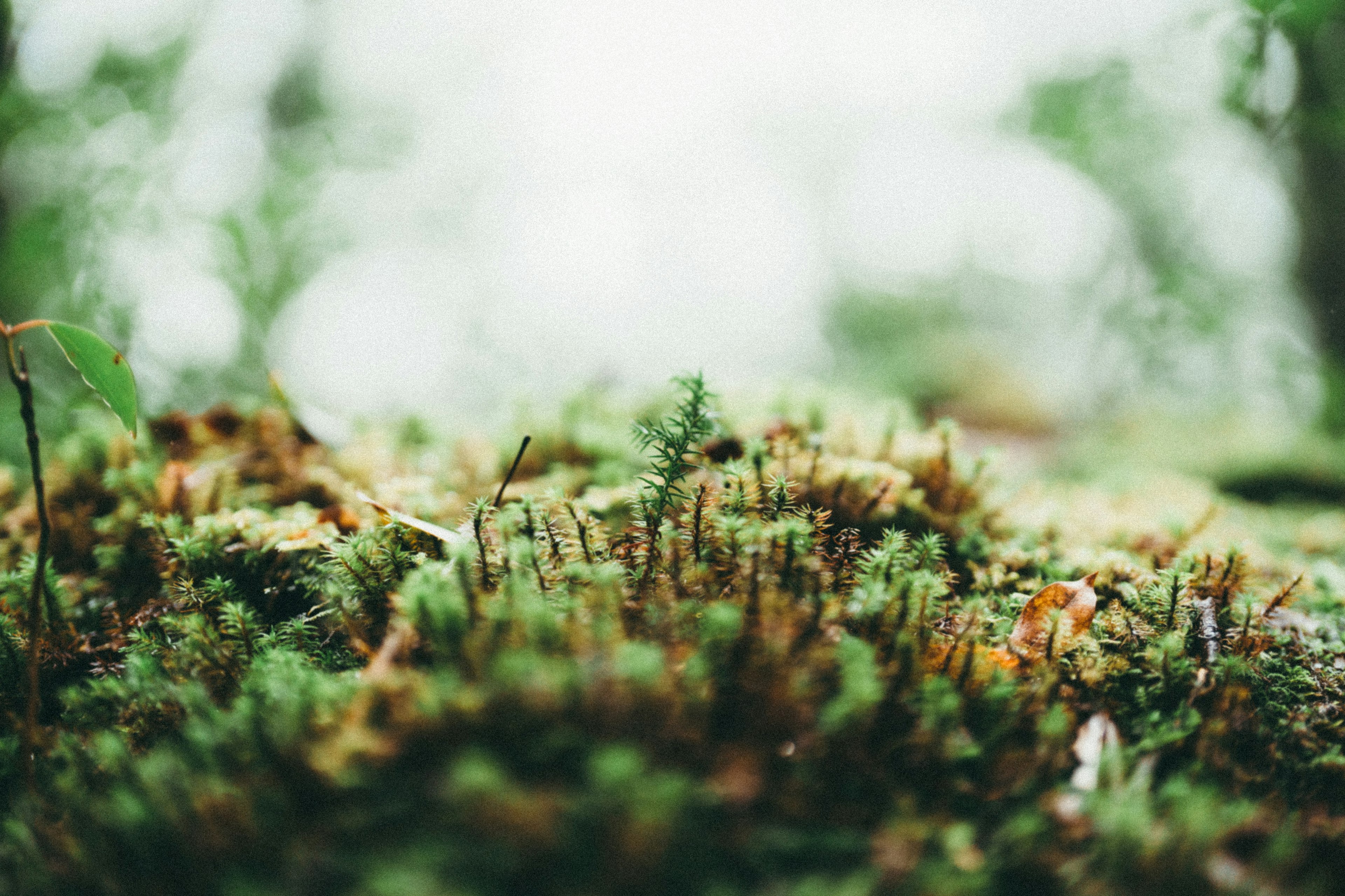 绿色苔藓和植物的特写，背景柔和