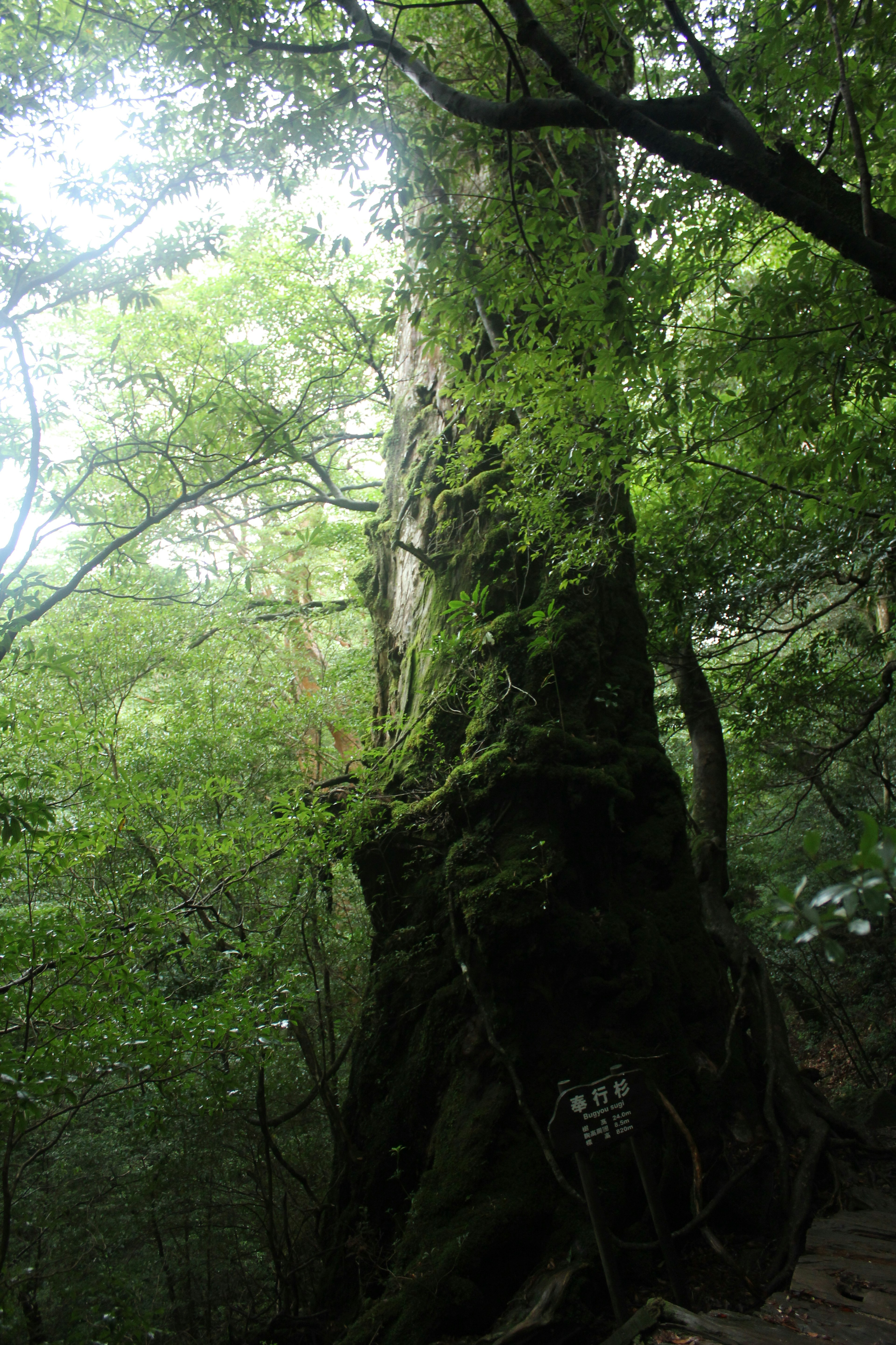 Un grande albero coperto di muschio verde che si erge in una foresta