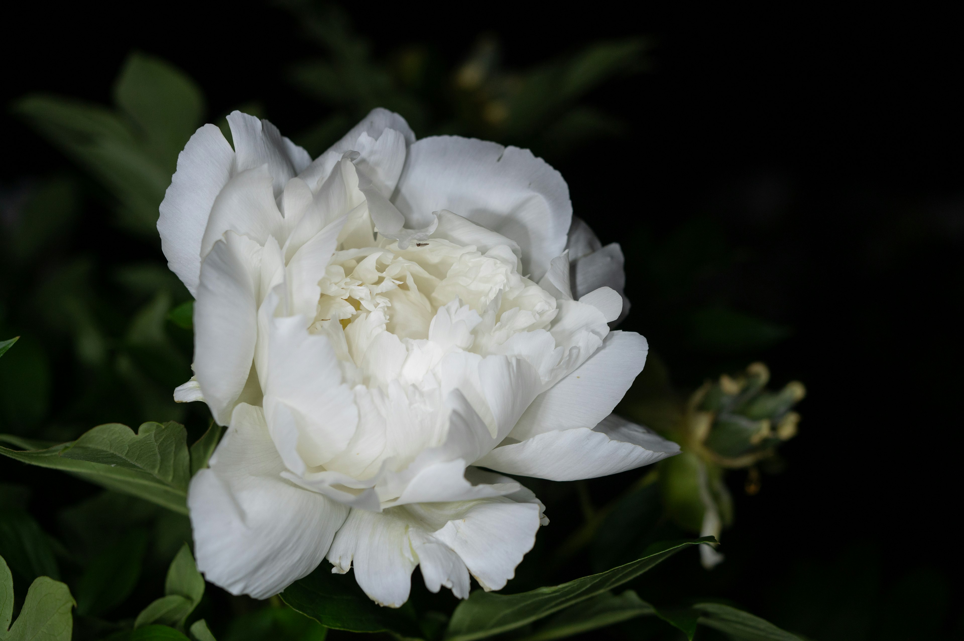 A white flower stands out against a dark background