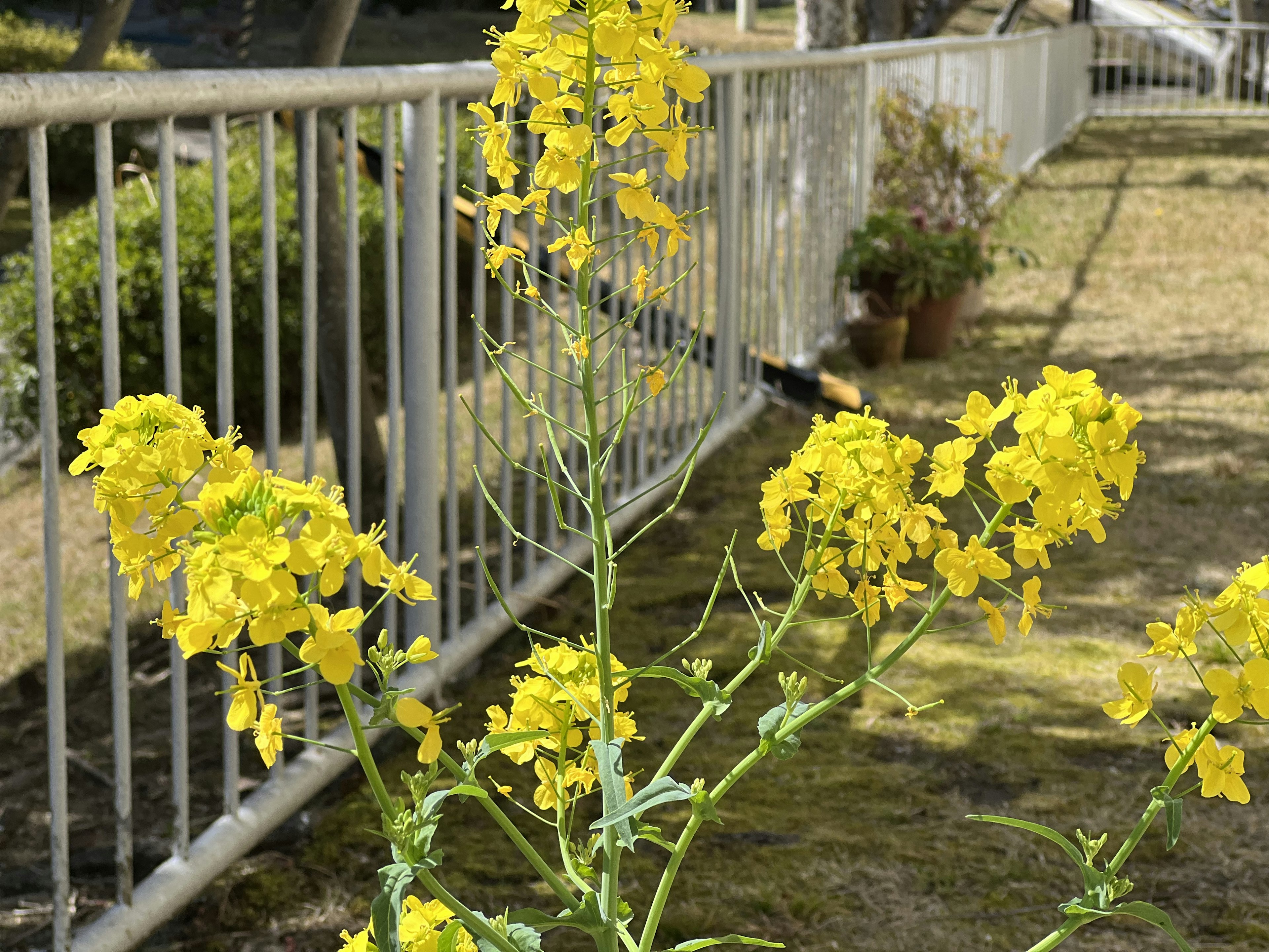 Eine Pflanze mit leuchtend gelben Blumen neben einem weißen Zaun