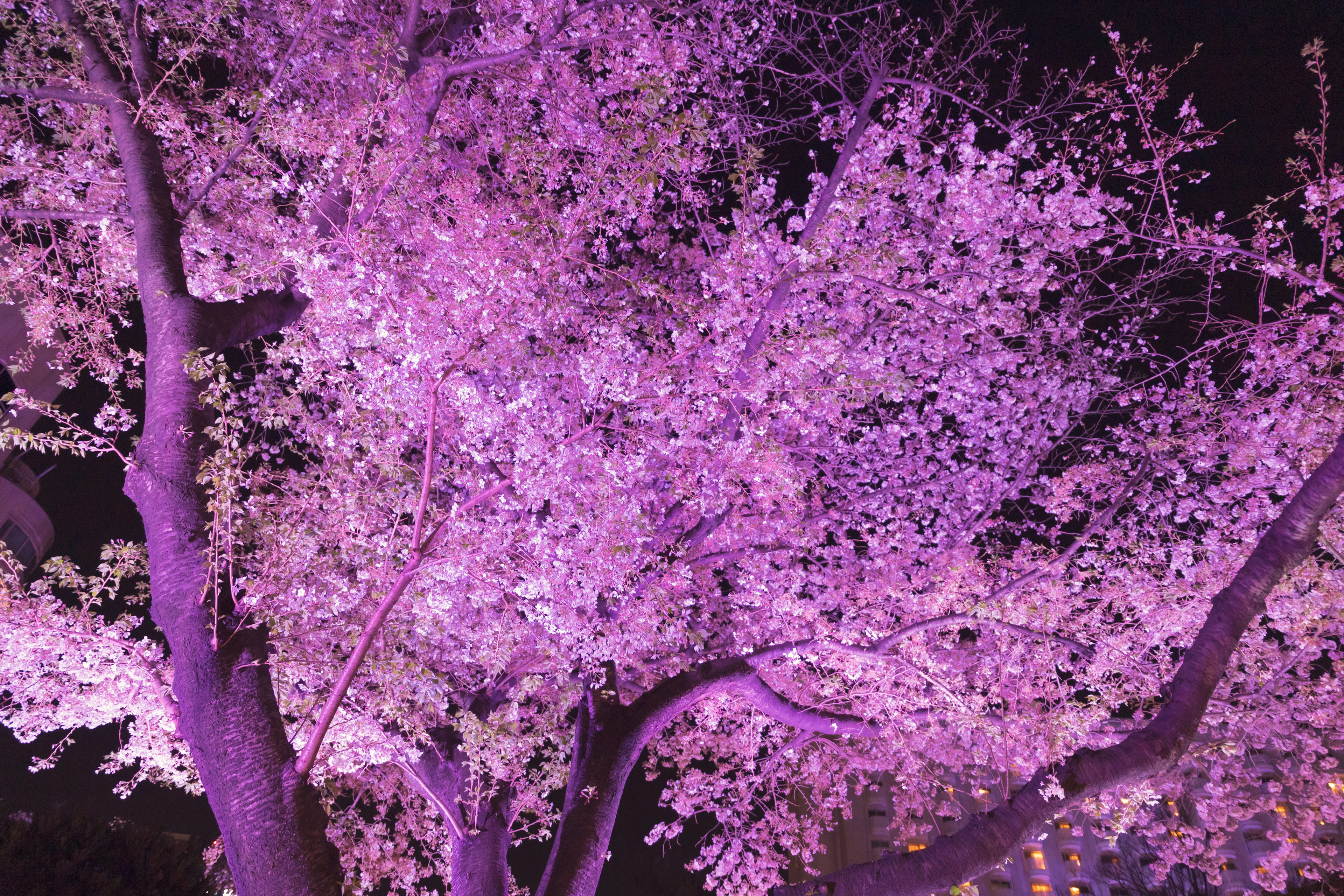 Árbol de cerezo iluminado por la noche con flores moradas suaves