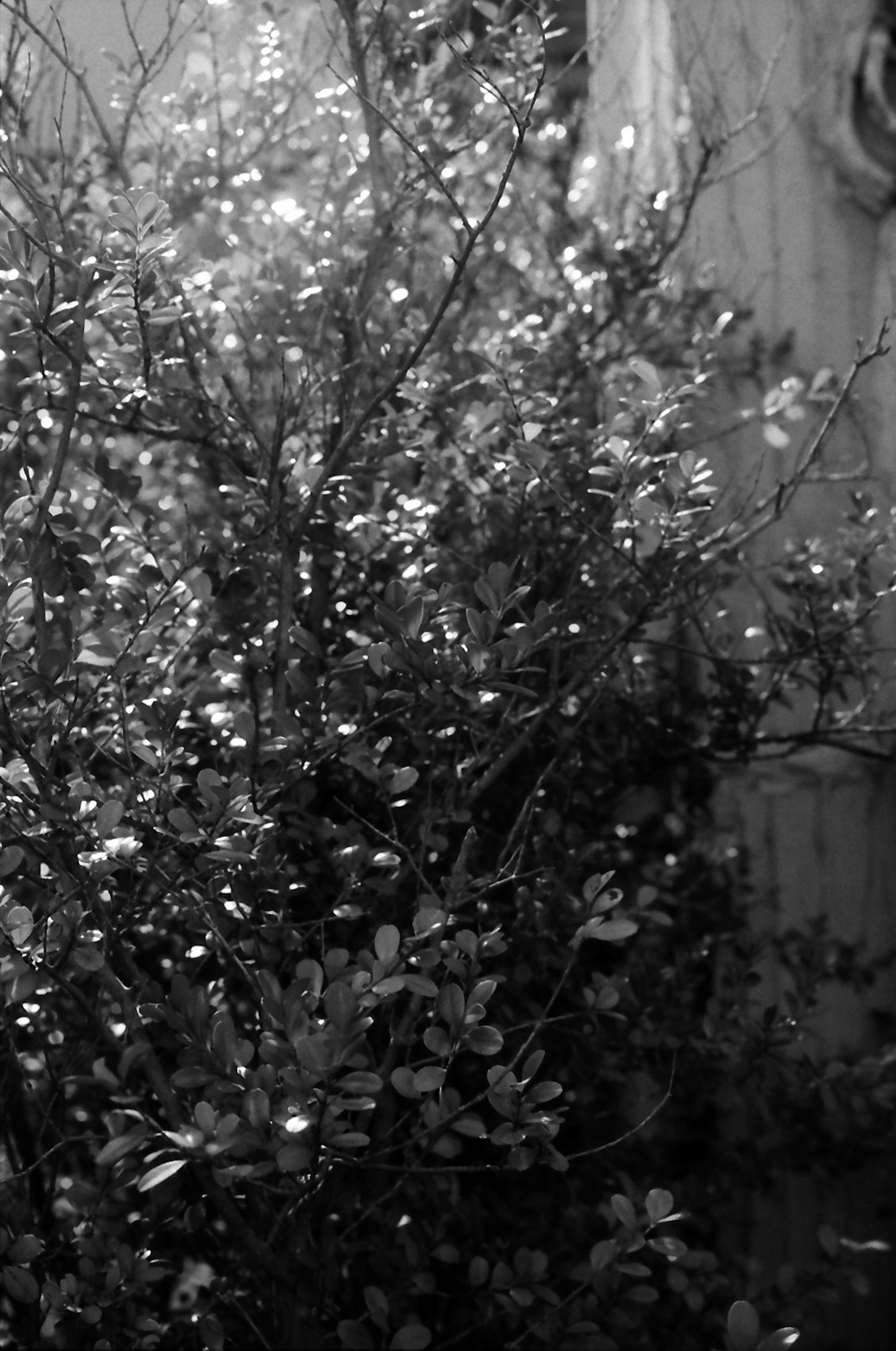 A bush with shimmering leaves against a black and white background