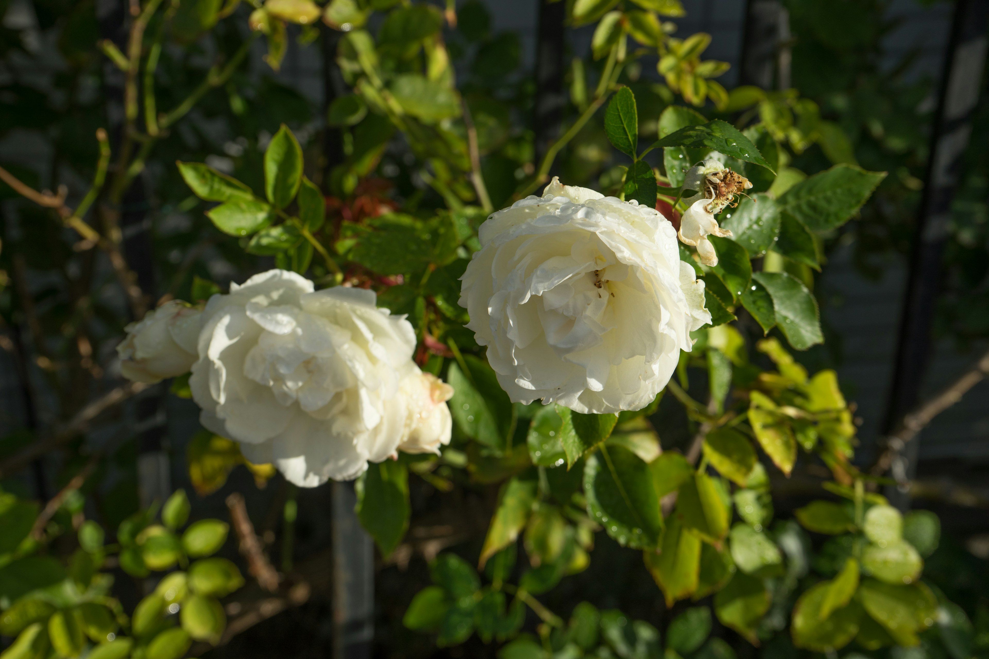 白いバラの花が緑の葉の中に咲いている