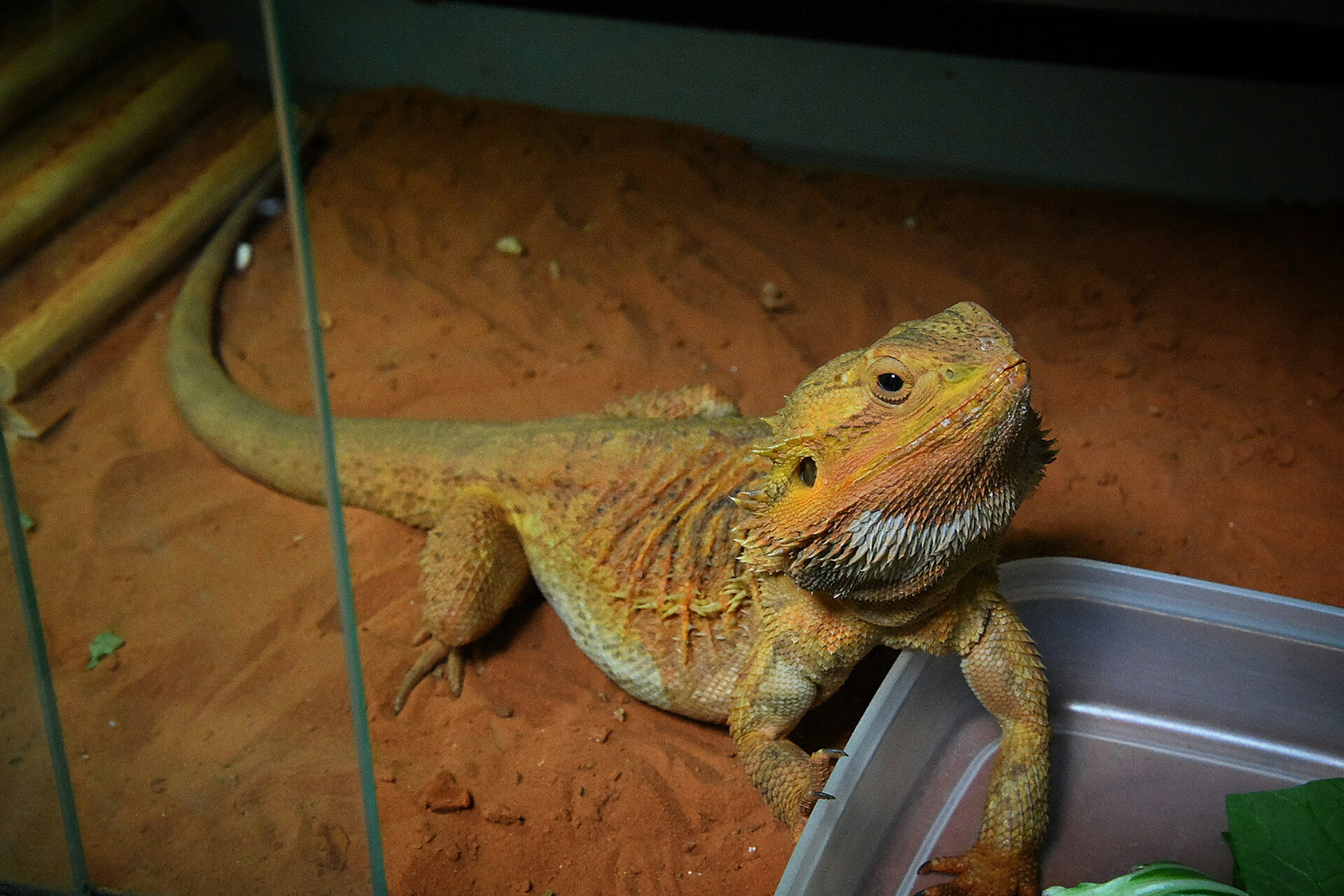 An orange bearded dragon near a water bowl