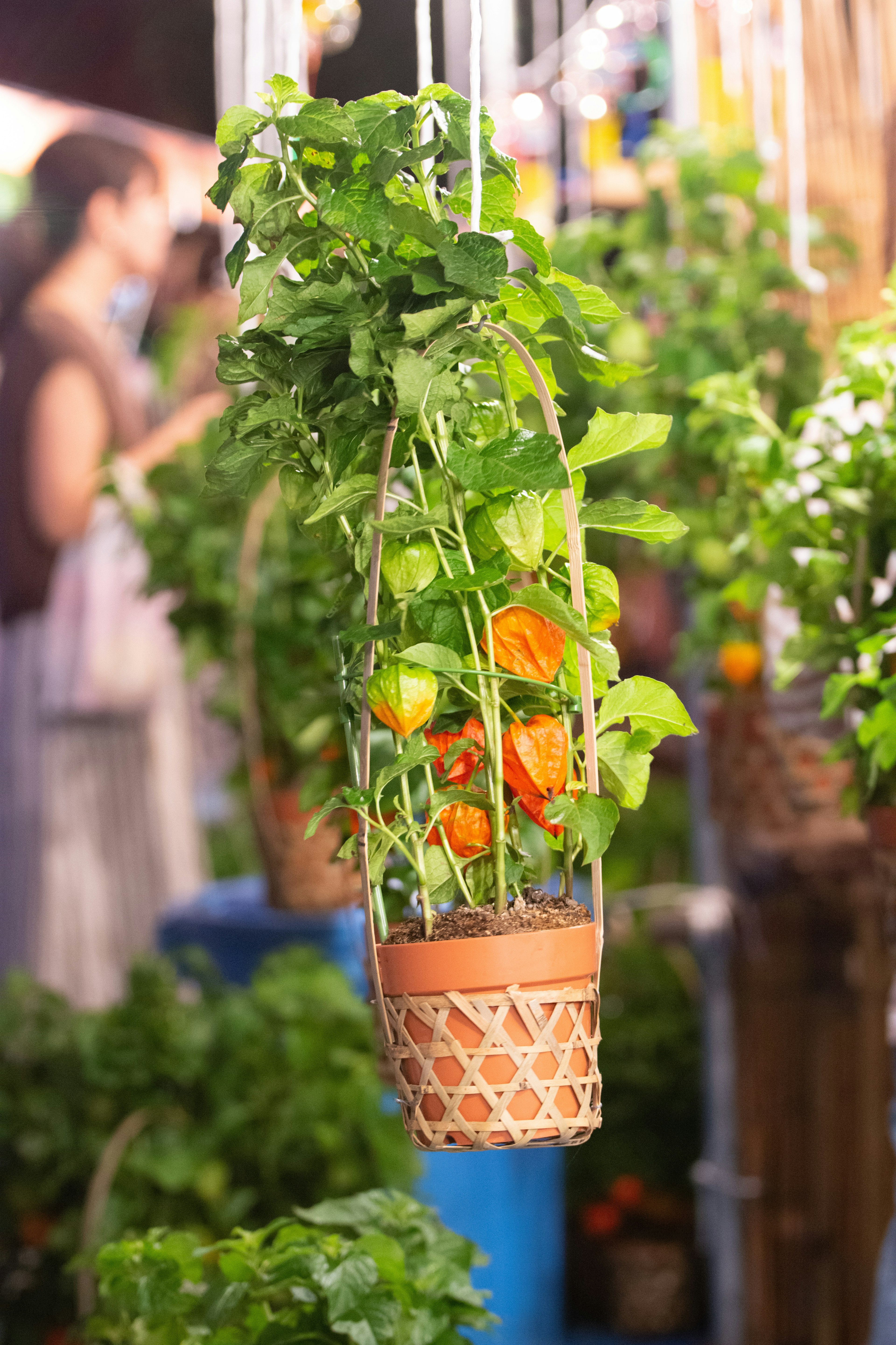 Hanging flower pot with vibrant flowers in the background with people