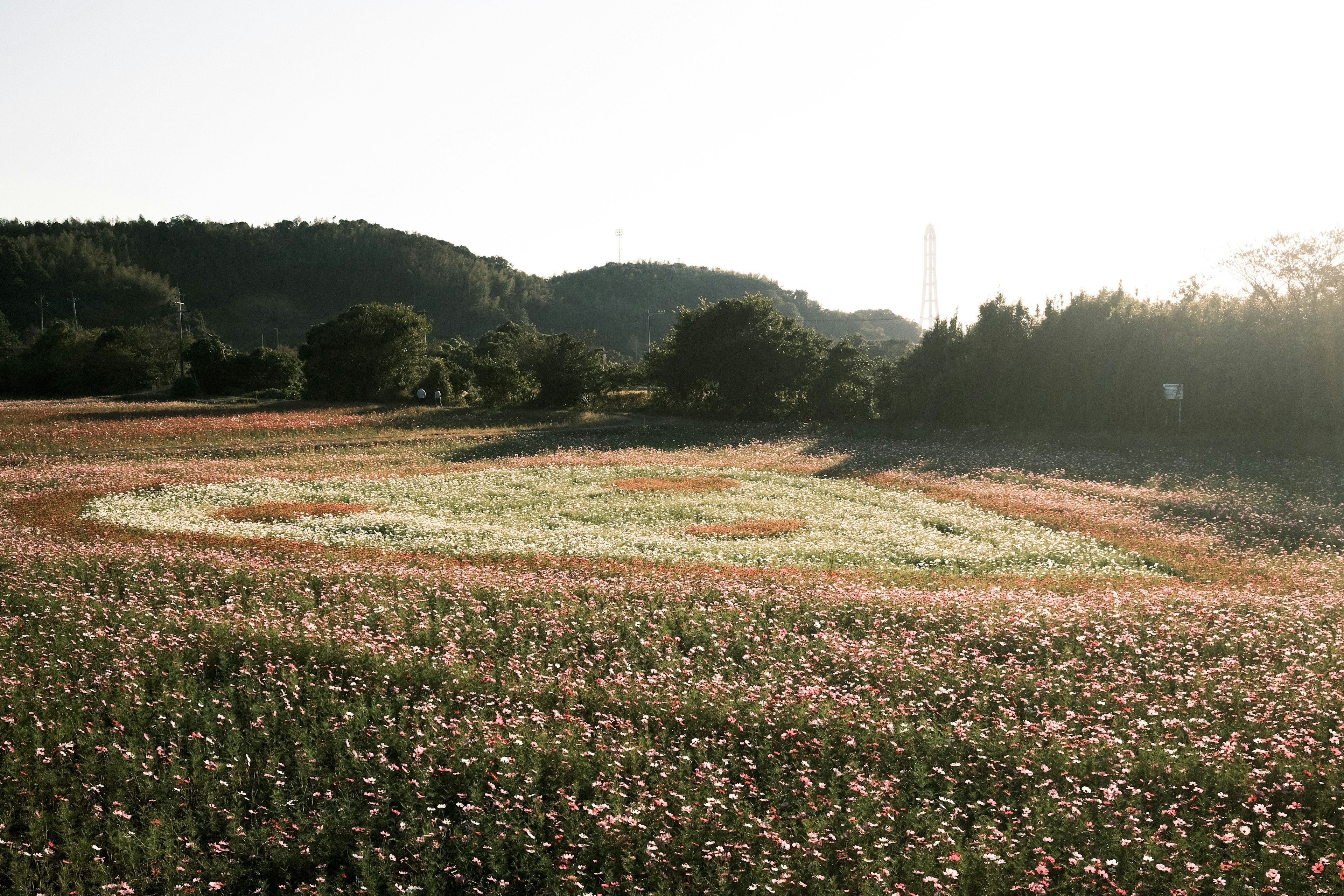 Beautiful flower field with a spiral pattern and hills in the background