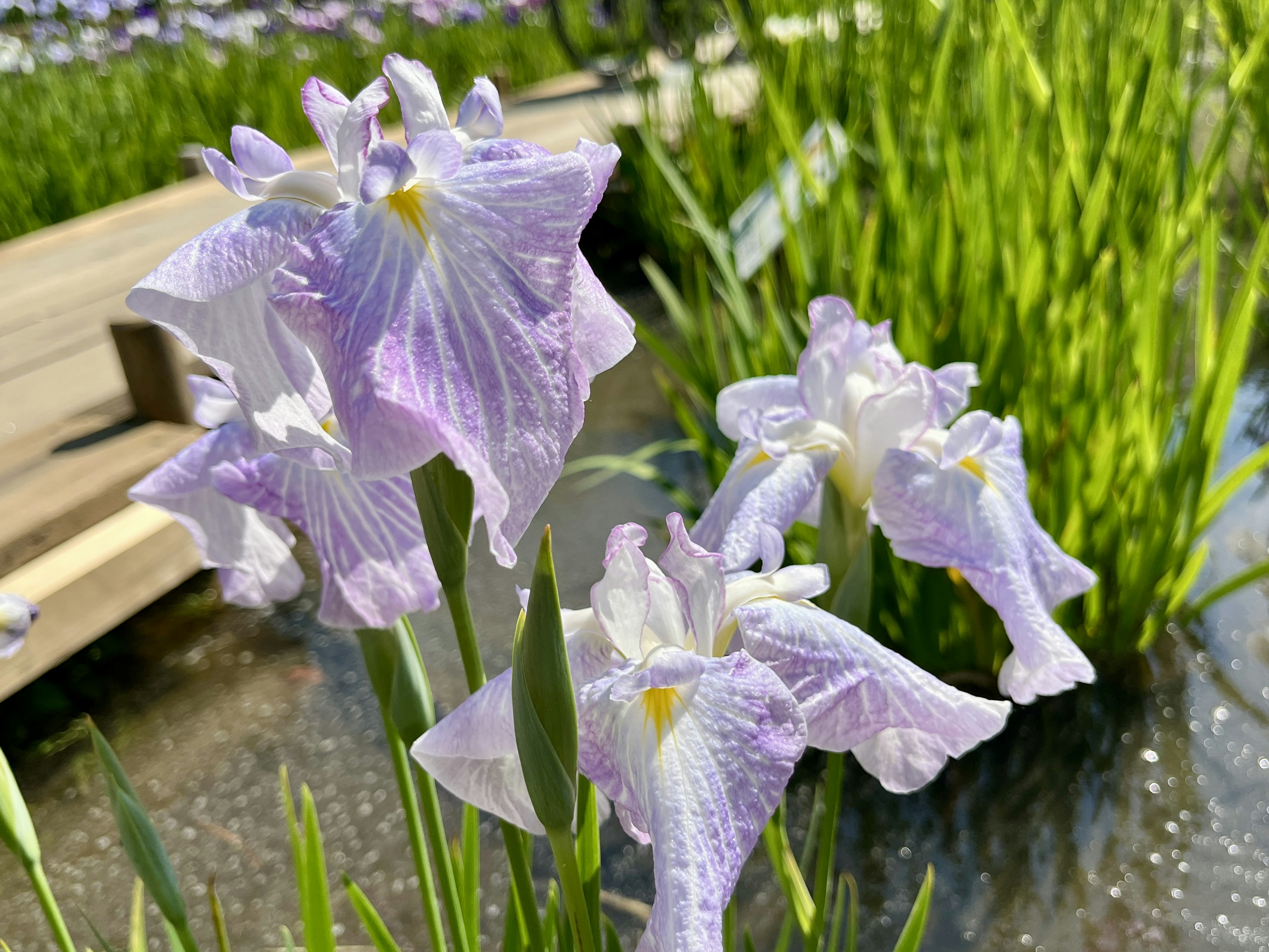 Purple irises blooming by the water with green leaves