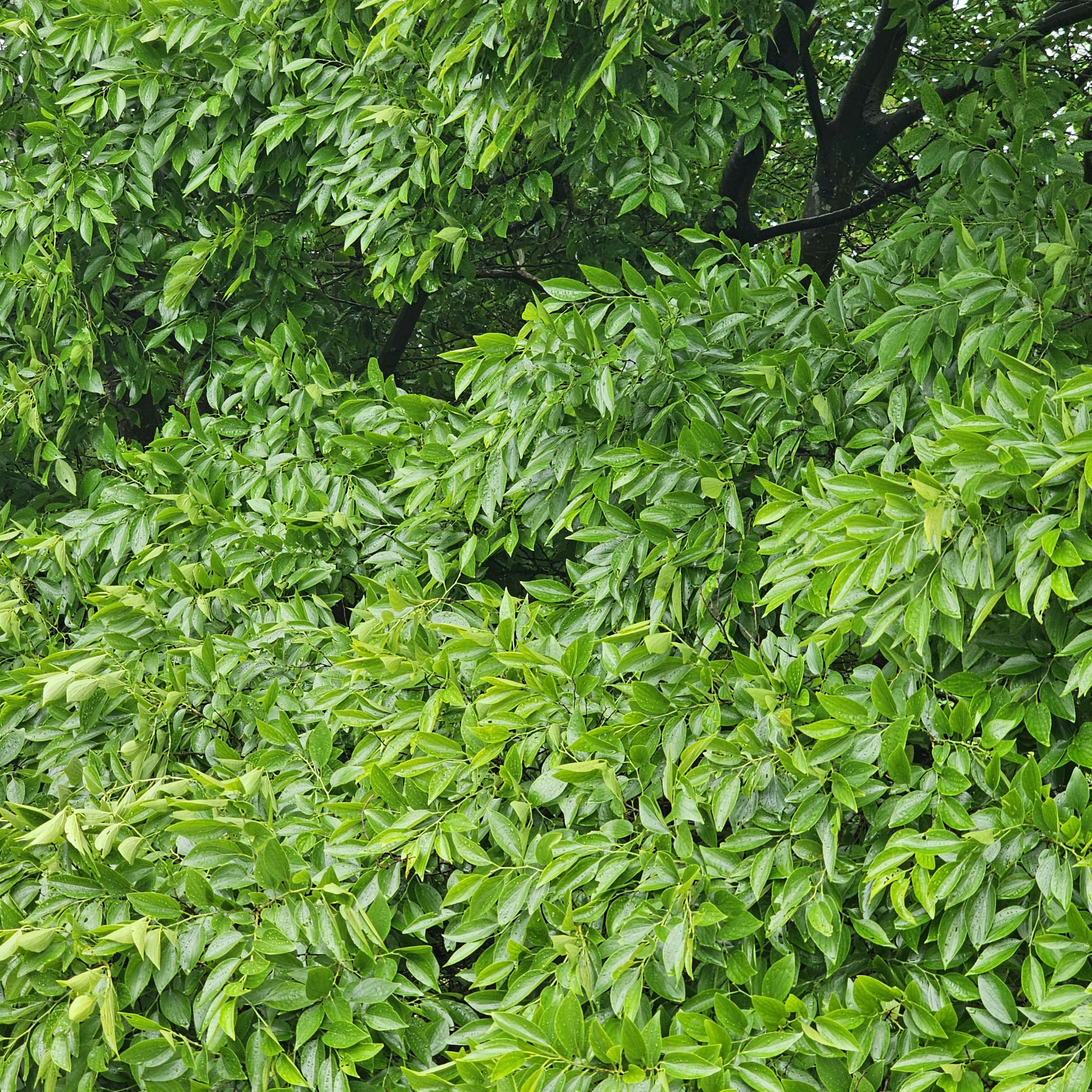 Acercamiento de hojas verdes exuberantes en ramas de árboles