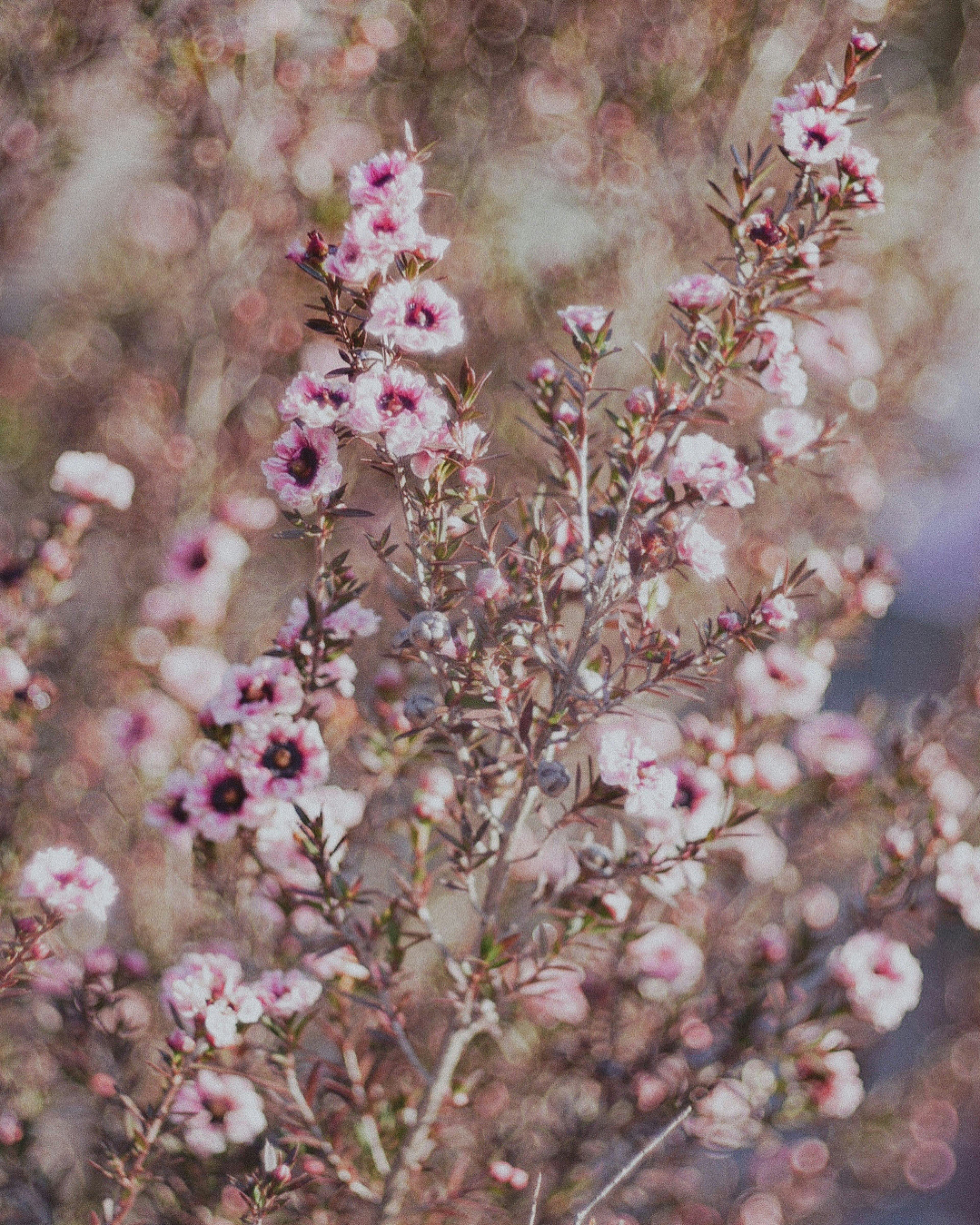 Close-up of branches with pale pink flowers