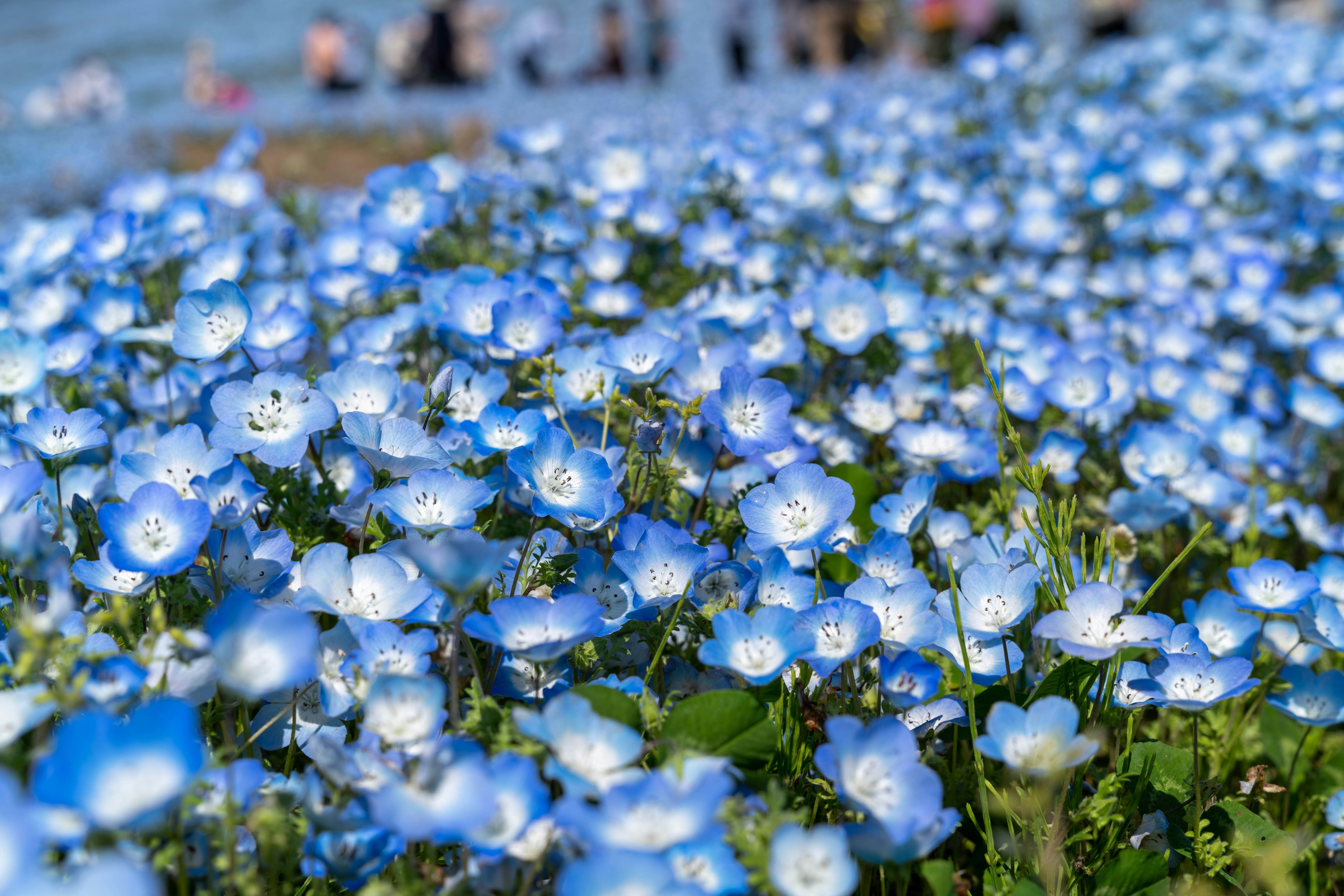 青い花が咲き誇る風景に人々が集まっている