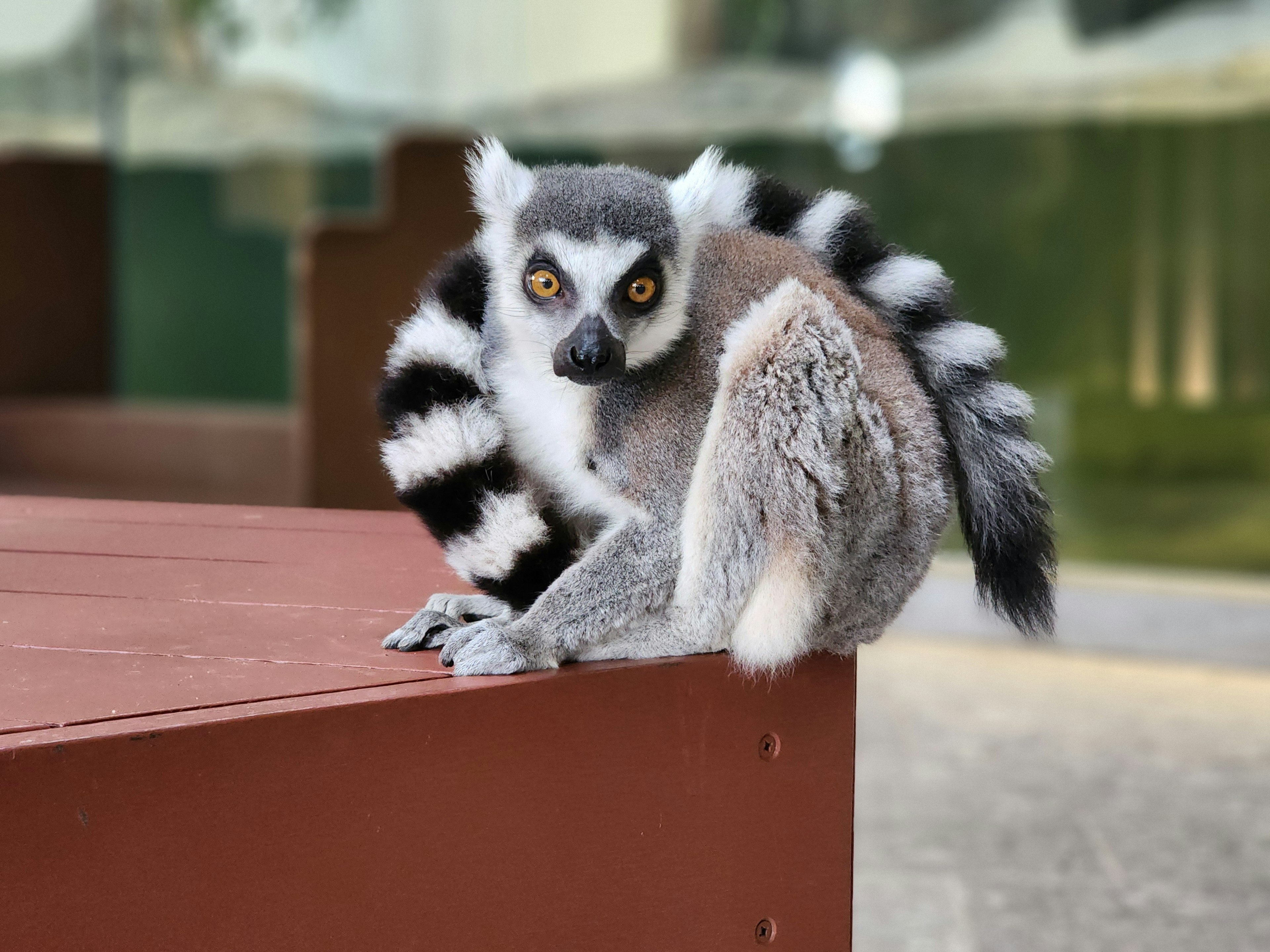 A Madagascar lemur with black and white stripes sitting on a surface