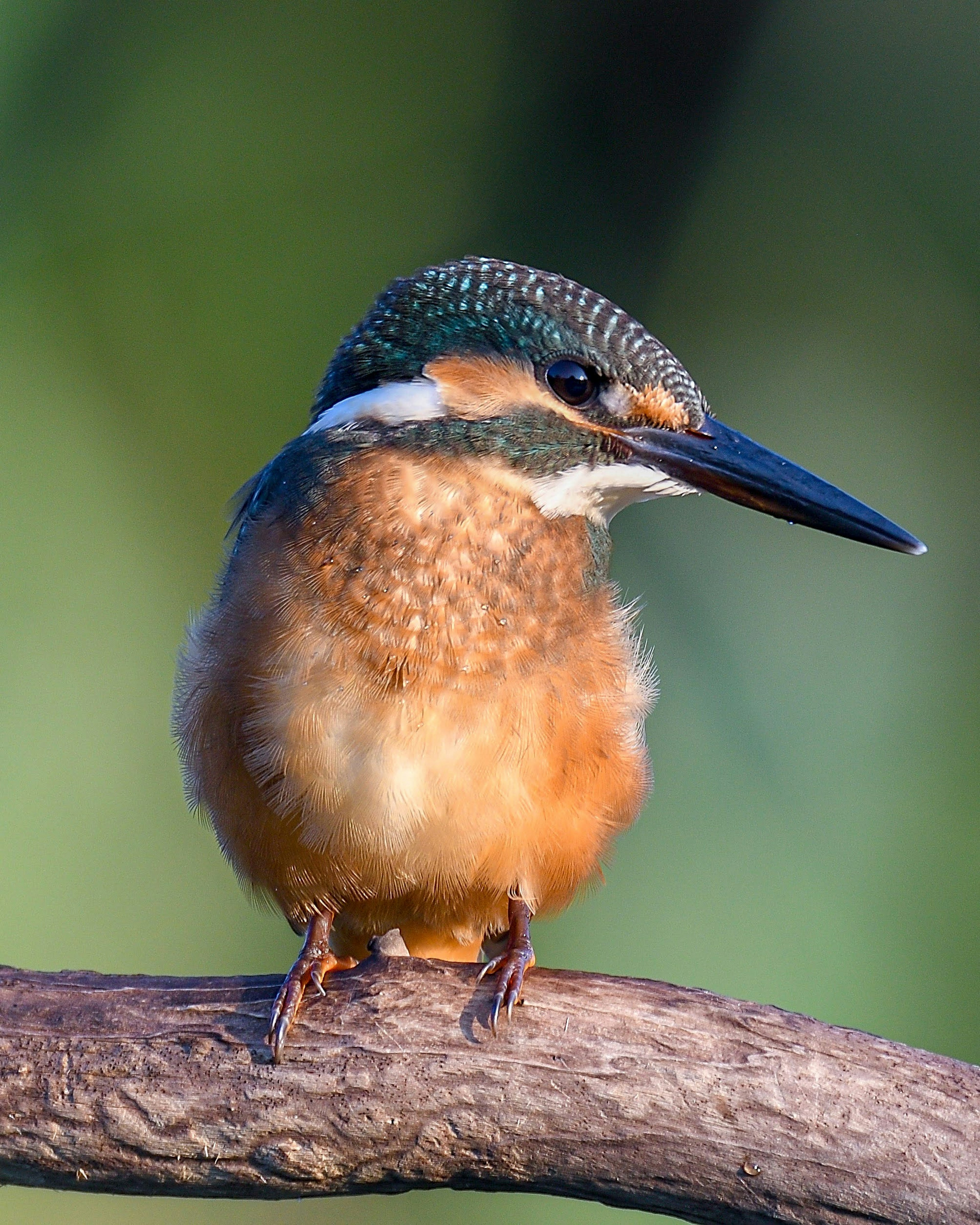 Ein Eisvogel mit wunderschöner Federpracht, der auf einem Ast sitzt