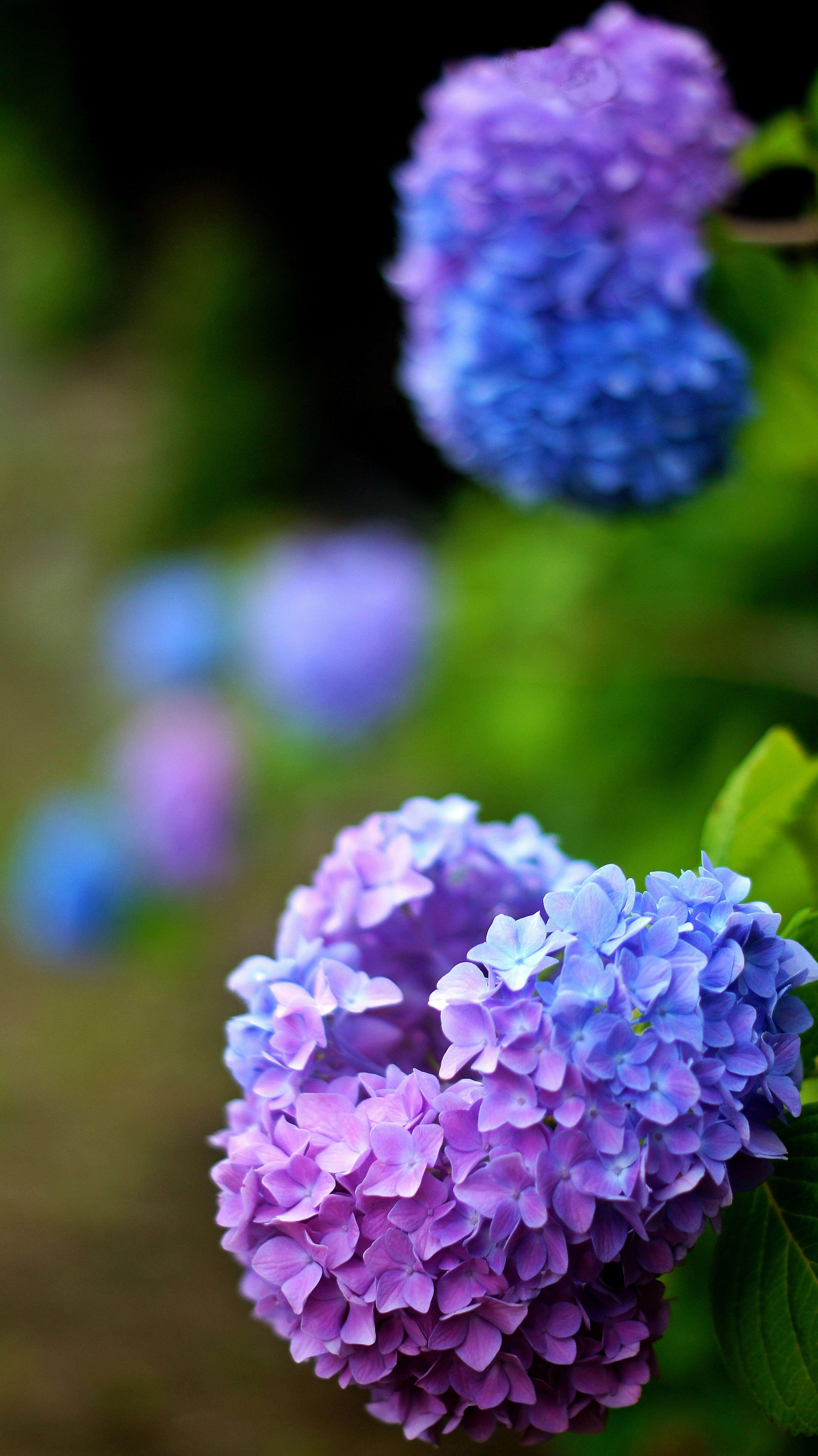 Hydrangea flowers in shades of blue and purple blooming