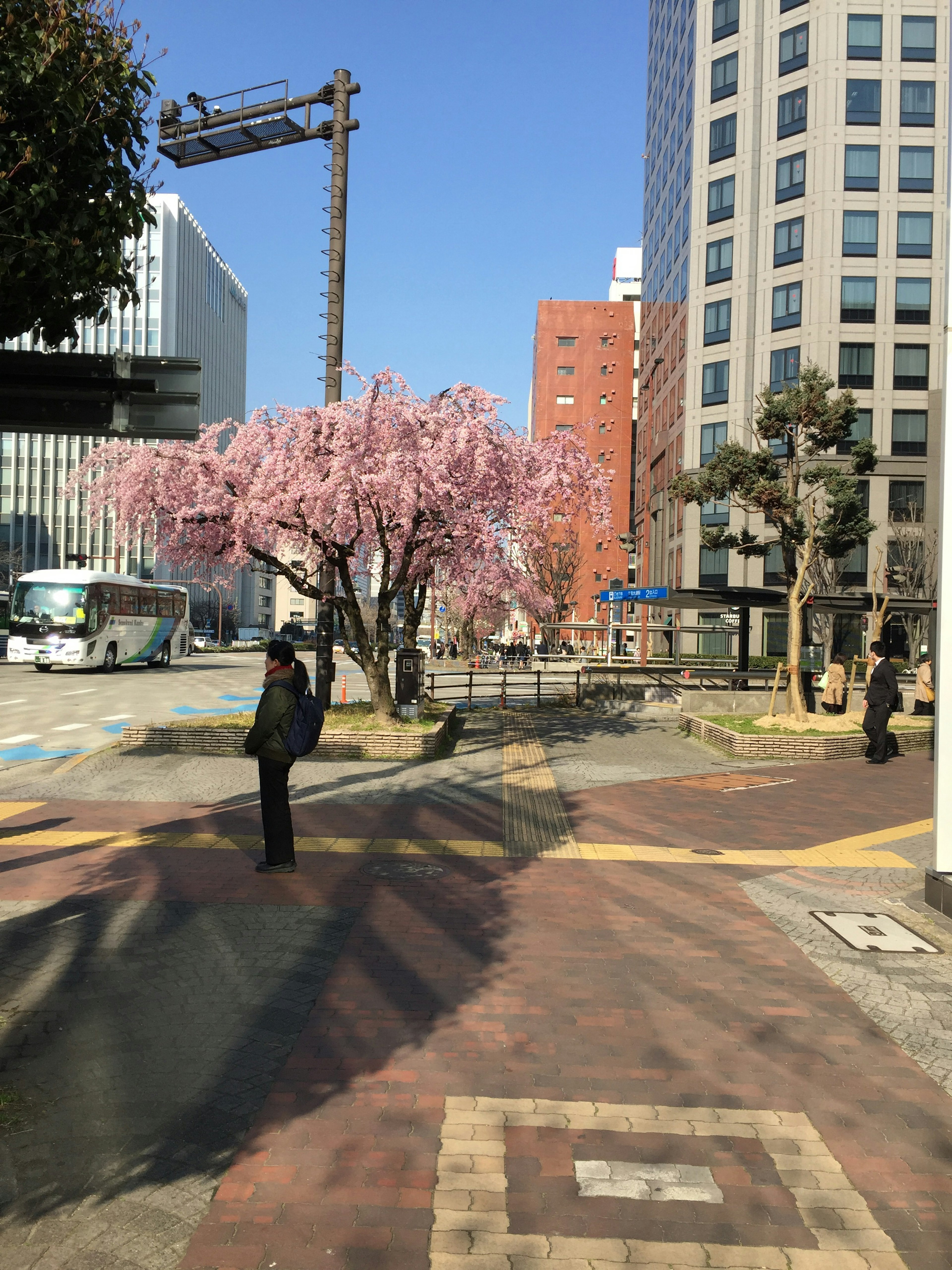 街角場景盛開的櫻花樹建築和藍天