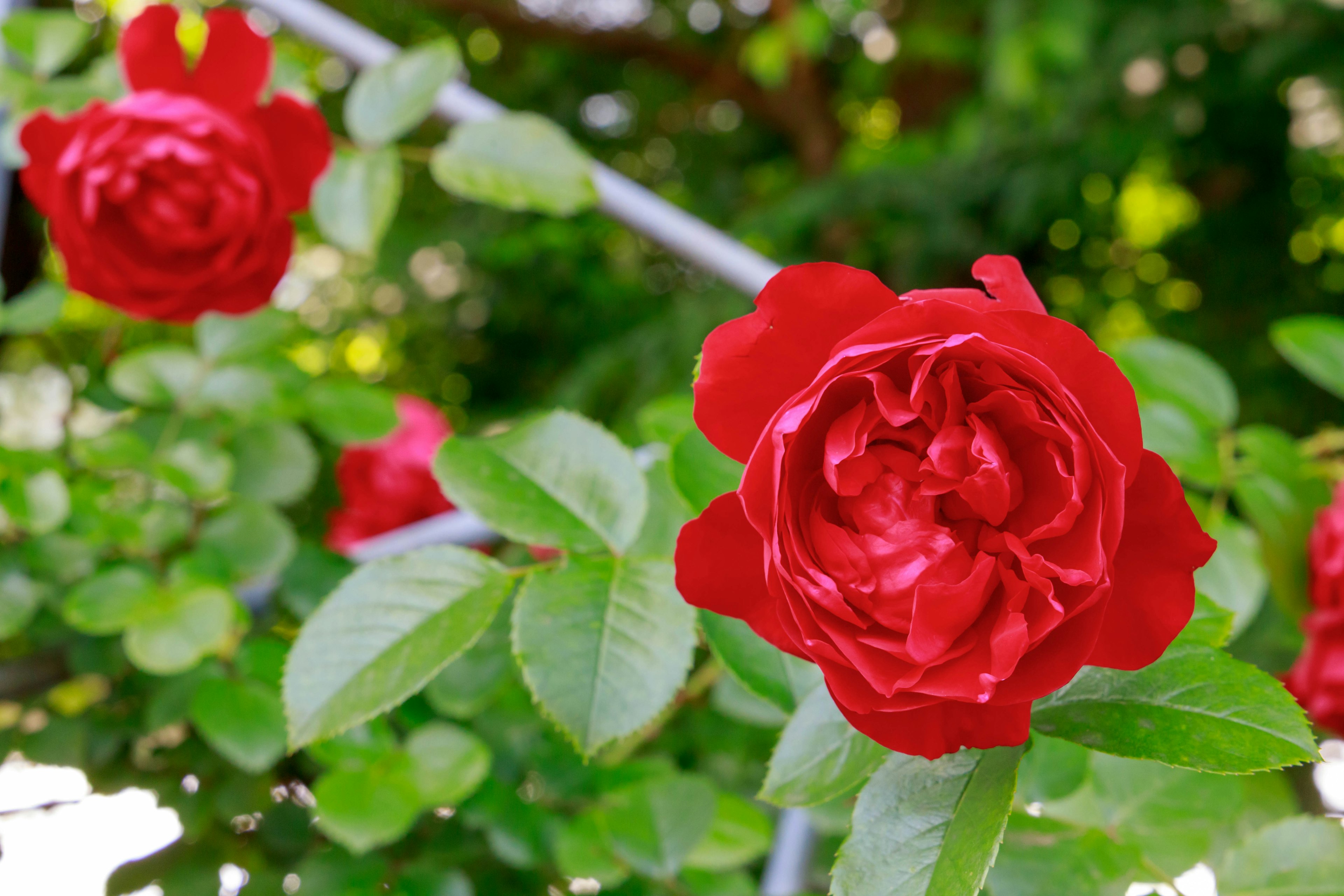 Lebendige rote Rosen in voller Blüte mit üppigem grünen Laub