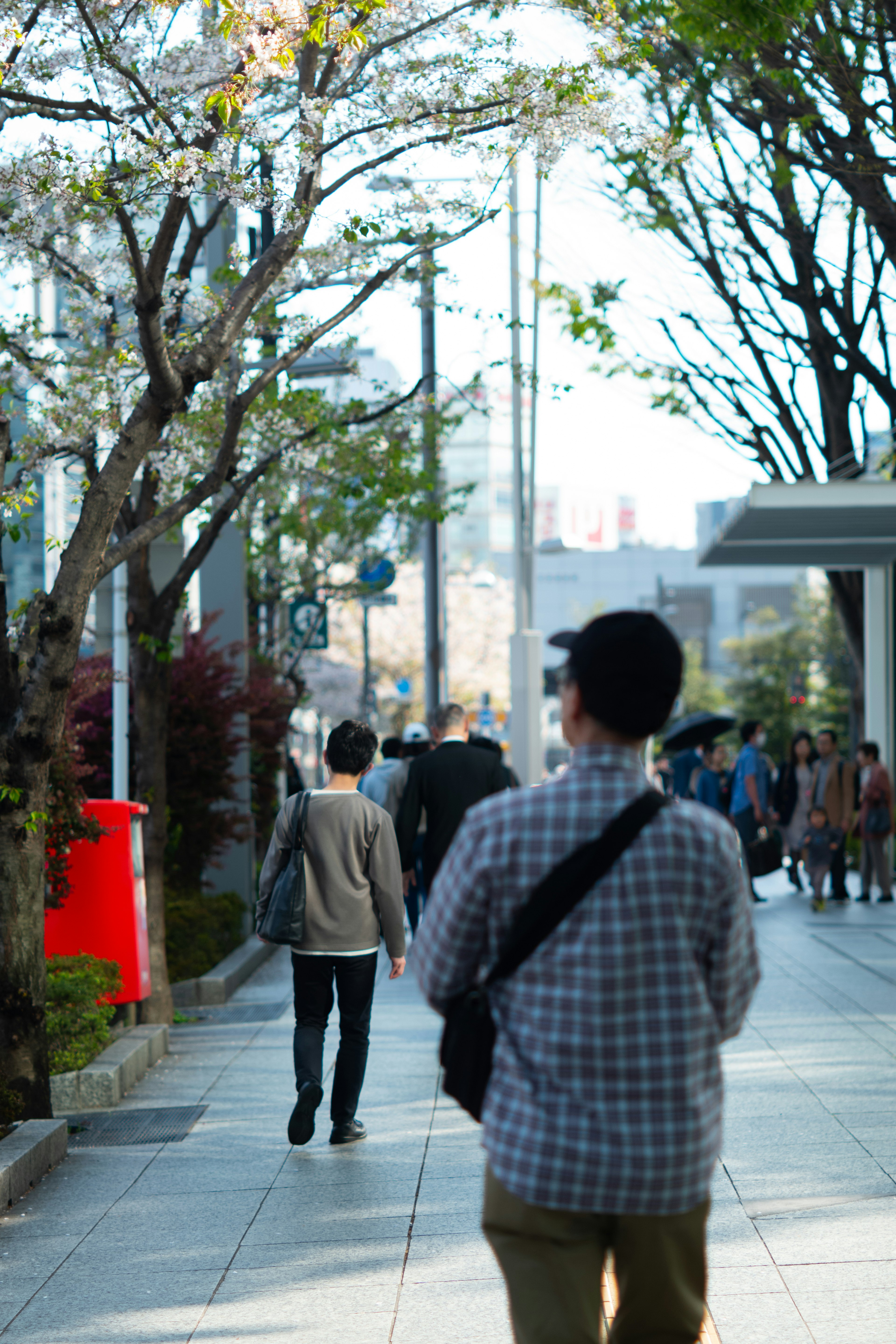 人々が歩いている街の風景と桜の木