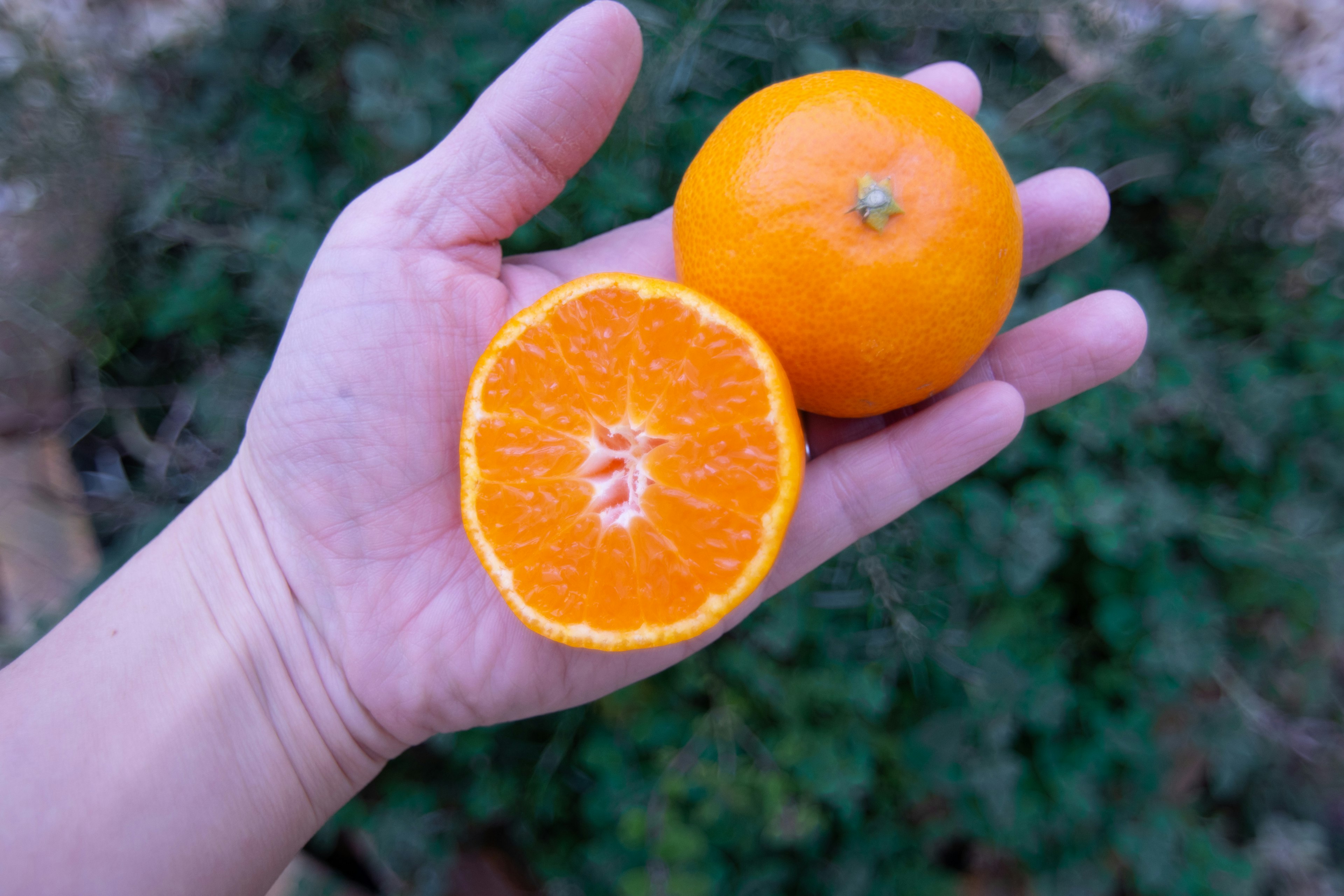 A hand holding an orange and its half showing the juicy interior