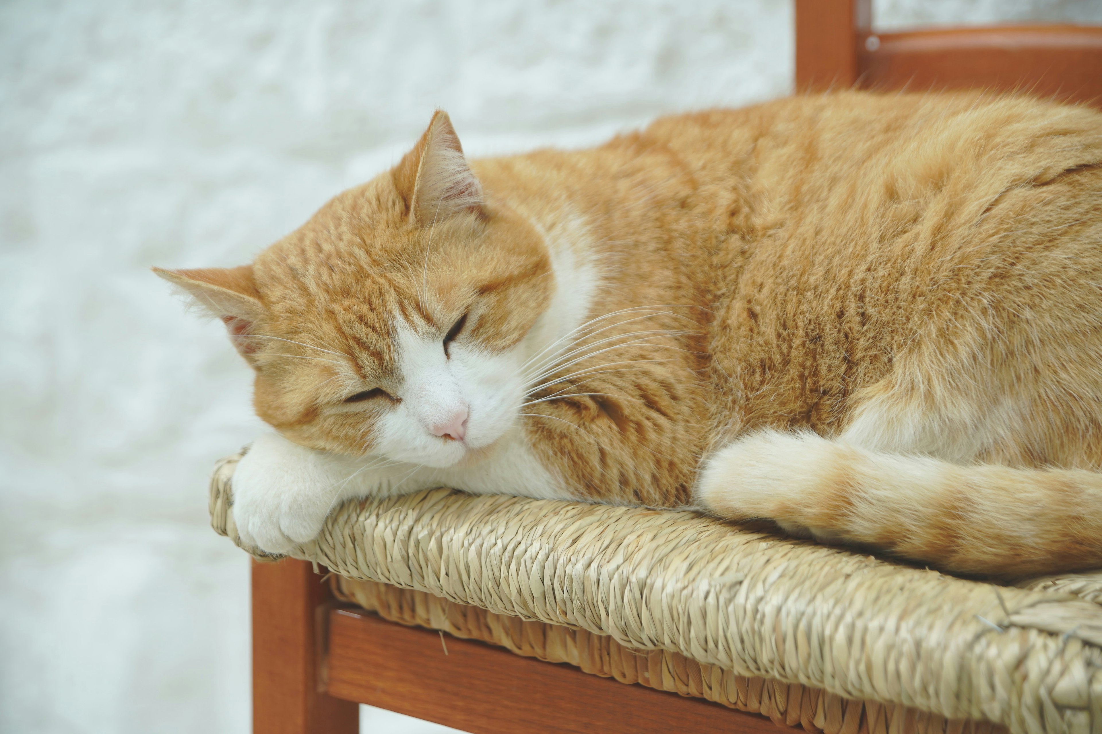 Eine orange-weiße Katze schläft auf einem Stuhl