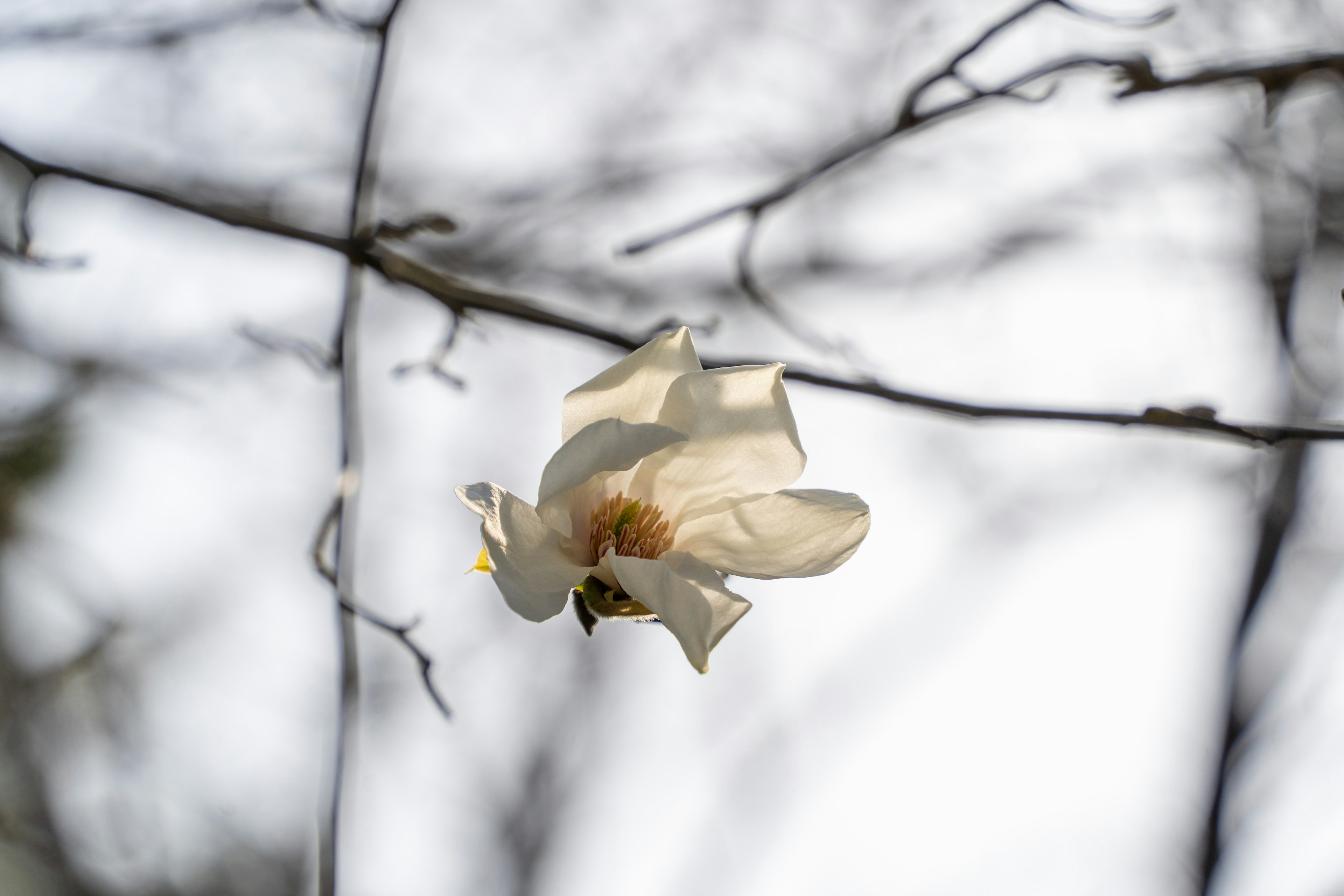 白い花が枝に咲いている美しい姿