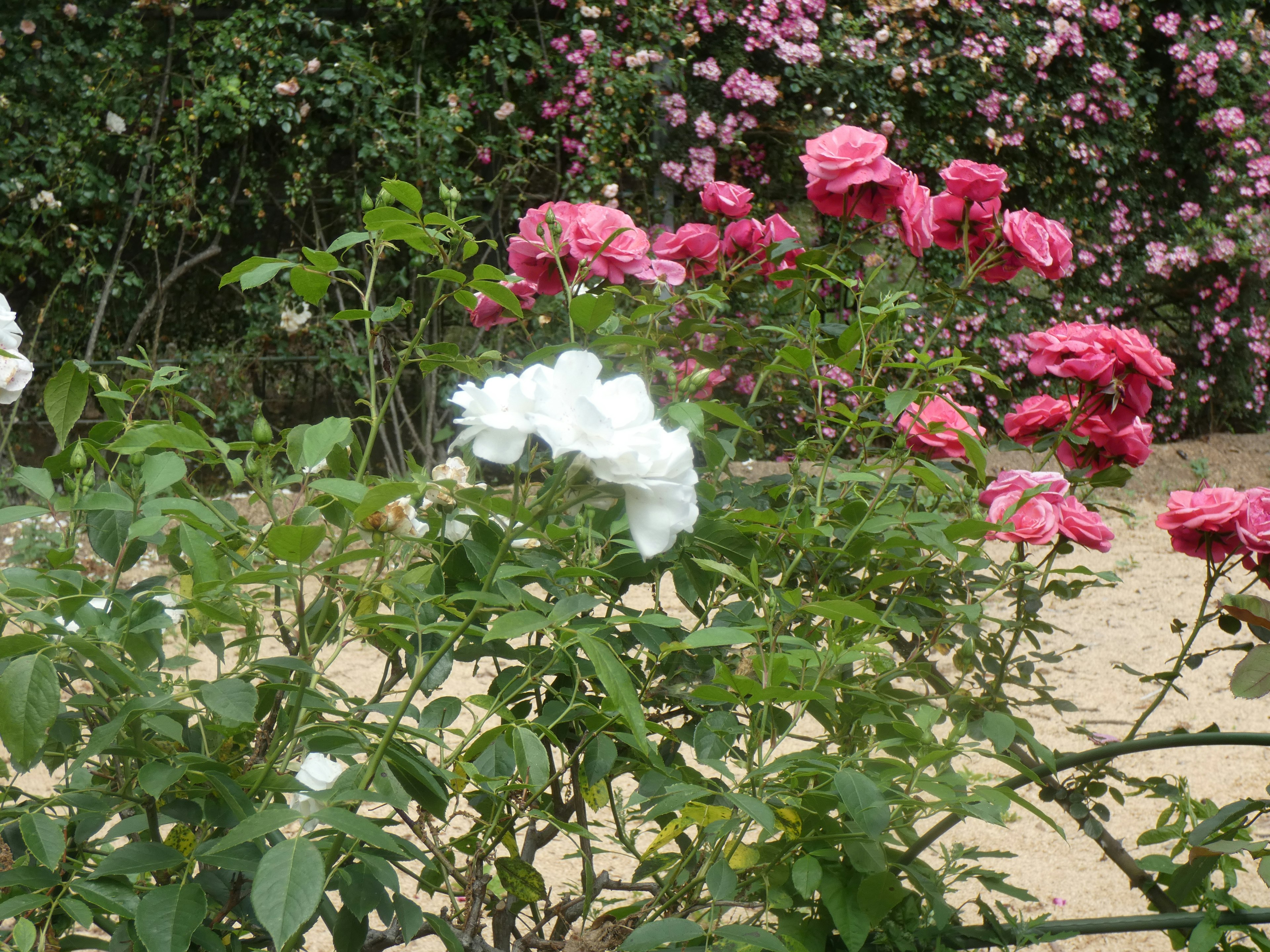 一个白色和粉色玫瑰盛开的花园场景